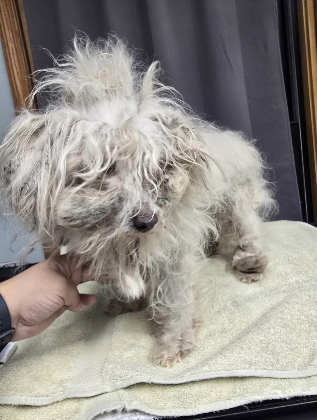 Enlarge Waldo, a Adoptable mixed breed in Oxford, MI image 5/6