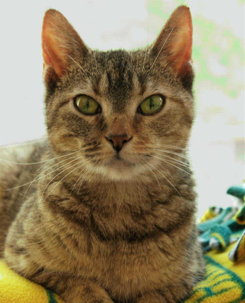Enlarge Nancy, a Adoptable mixed breed in Columbia, IL image 1/3