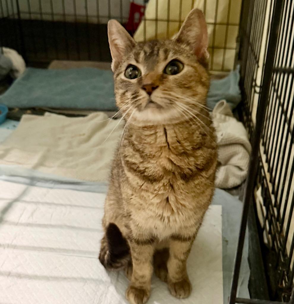 Enlarge Nancy, a Adoptable mixed breed in Columbia, IL image 2/3
