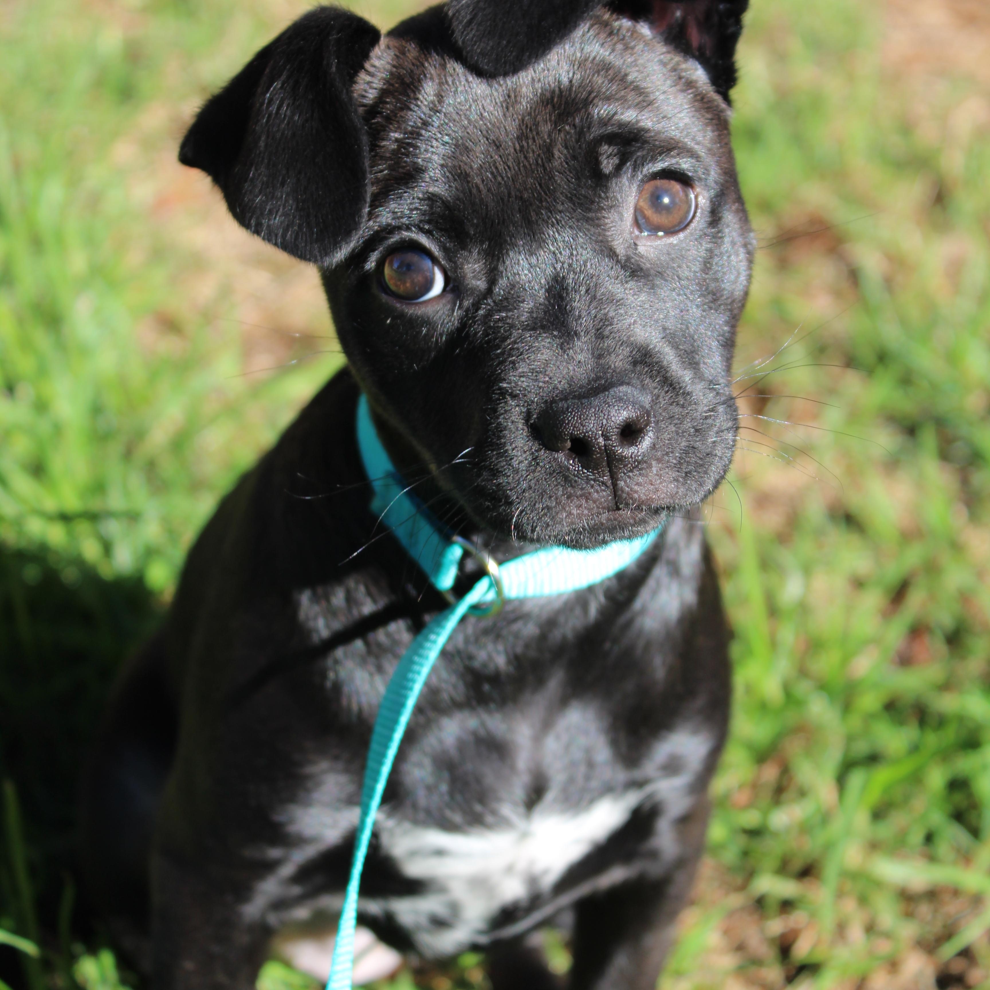 Prancer, ADOPTABLE, Puppy Female American Staffordshire Terrier & Chihuahua.