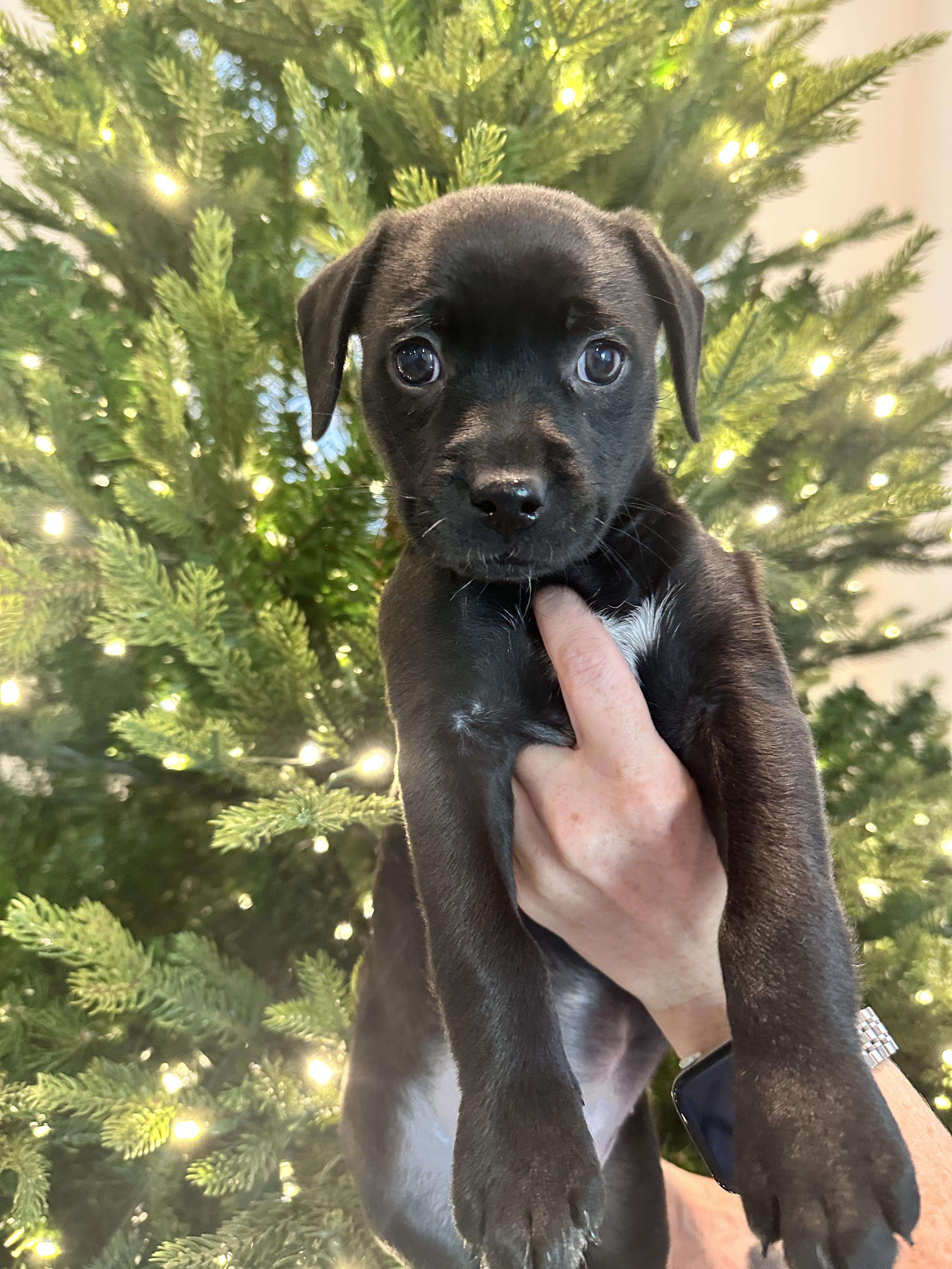 Enlarge Prancer, a ADOPTABLE mixed breed in Santee, CA image 3/6