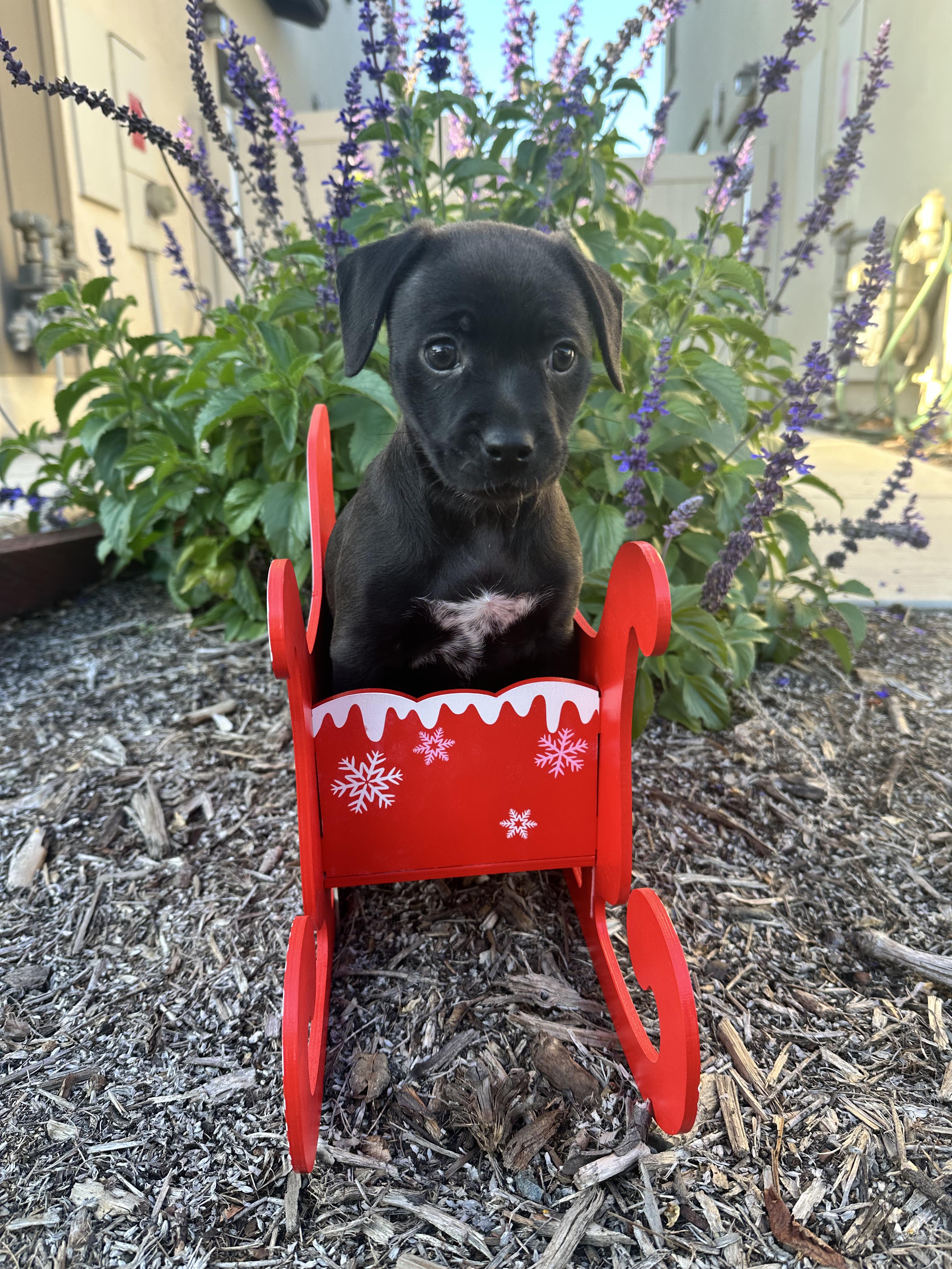 Enlarge Prancer, a ADOPTABLE mixed breed in Santee, CA image 2/6