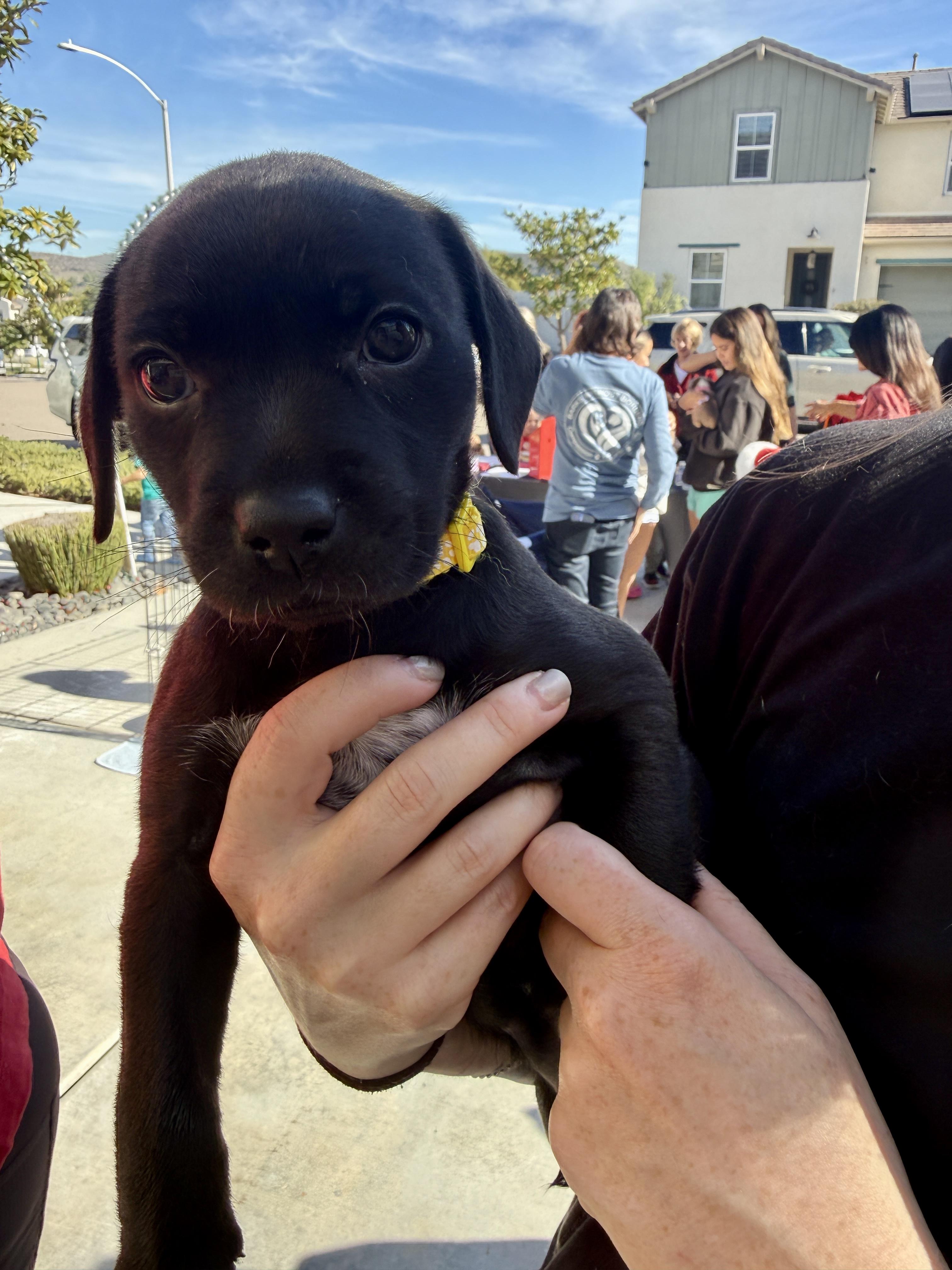 Enlarge Prancer, a ADOPTABLE mixed breed in Santee, CA image 4/6