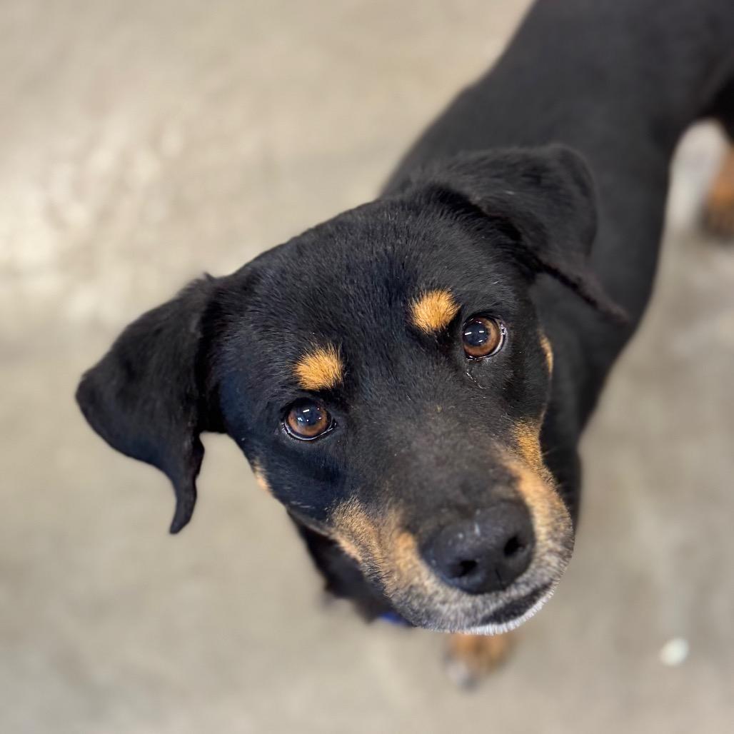 Denver, Adoptable, Adult Male Black Labrador Retriever & Mixed Breed.