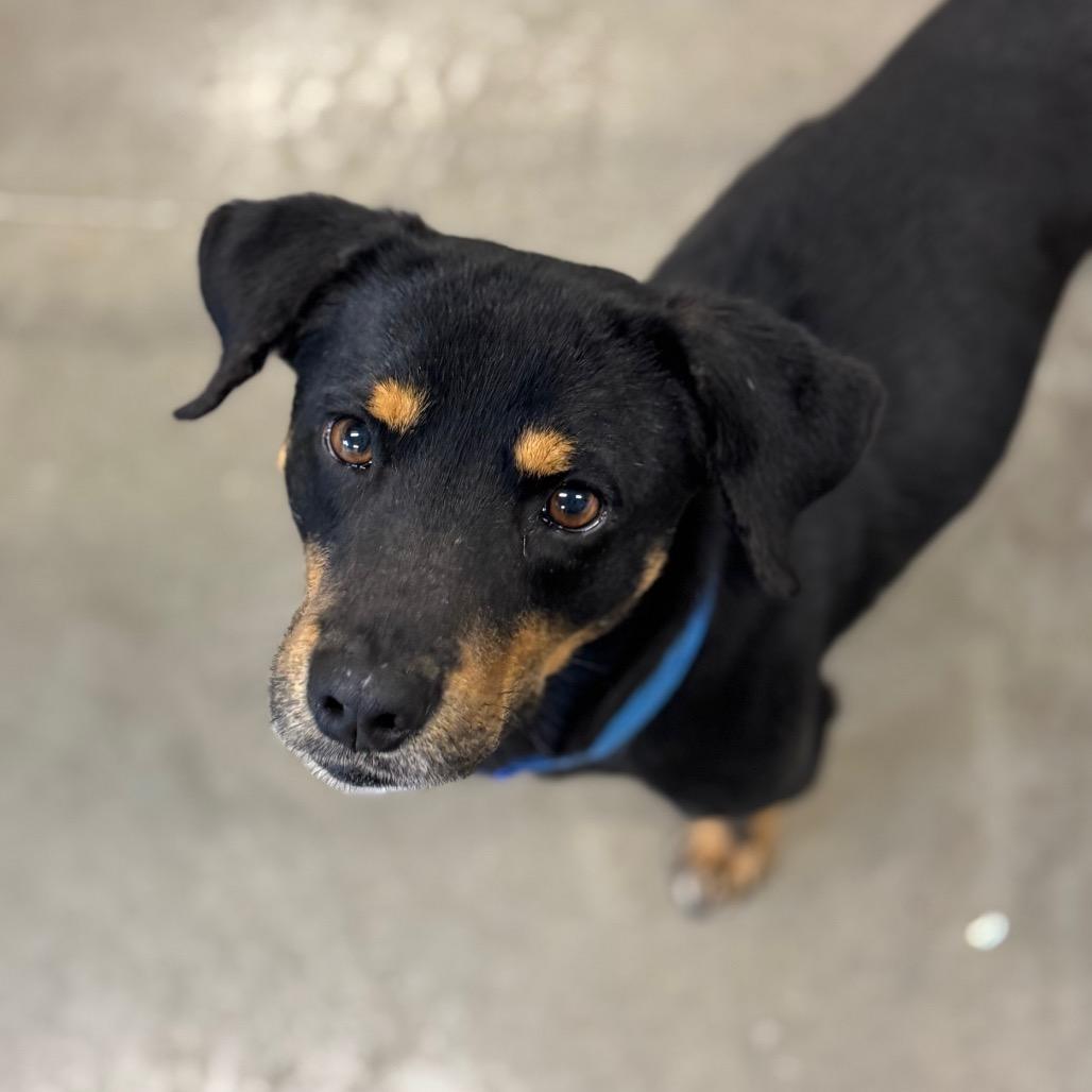 Enlarge Denver, a Adoptable mixed breed in Mankato, MN image 2/2