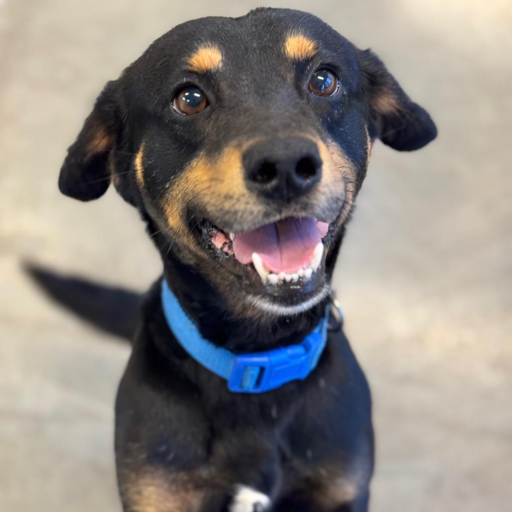 Enlarge Denver, a Adoptable mixed breed in Mankato, MN image 4/5