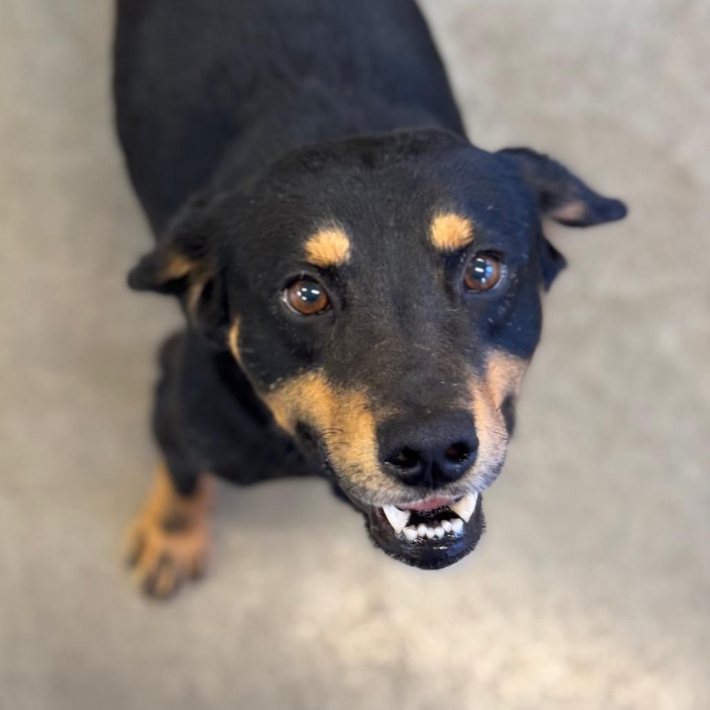 Enlarge Denver, a Adoptable mixed breed in Mankato, MN image 5/5