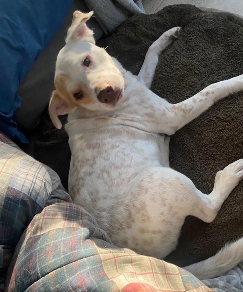 Enlarge Murdock WA-JC1001-T, a Adoptable mixed breed in Bellevue, WA image 5/6