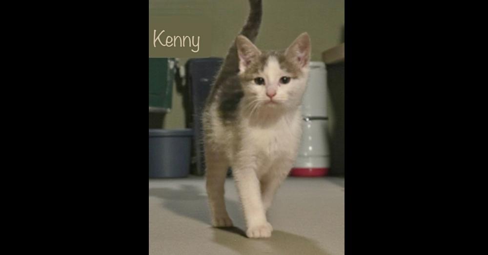 Kenny, Adoptable, Kitten Male Domestic Short Hair.