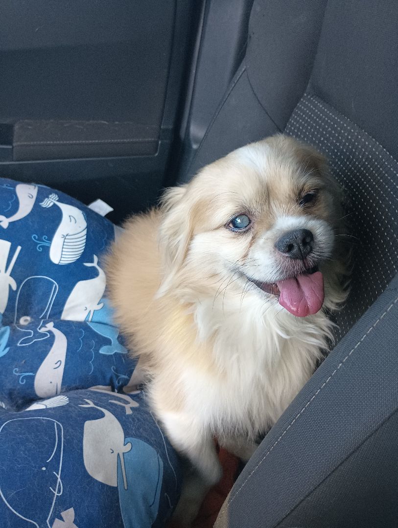 Spike, Adoptable, Adult Male Pekingese.