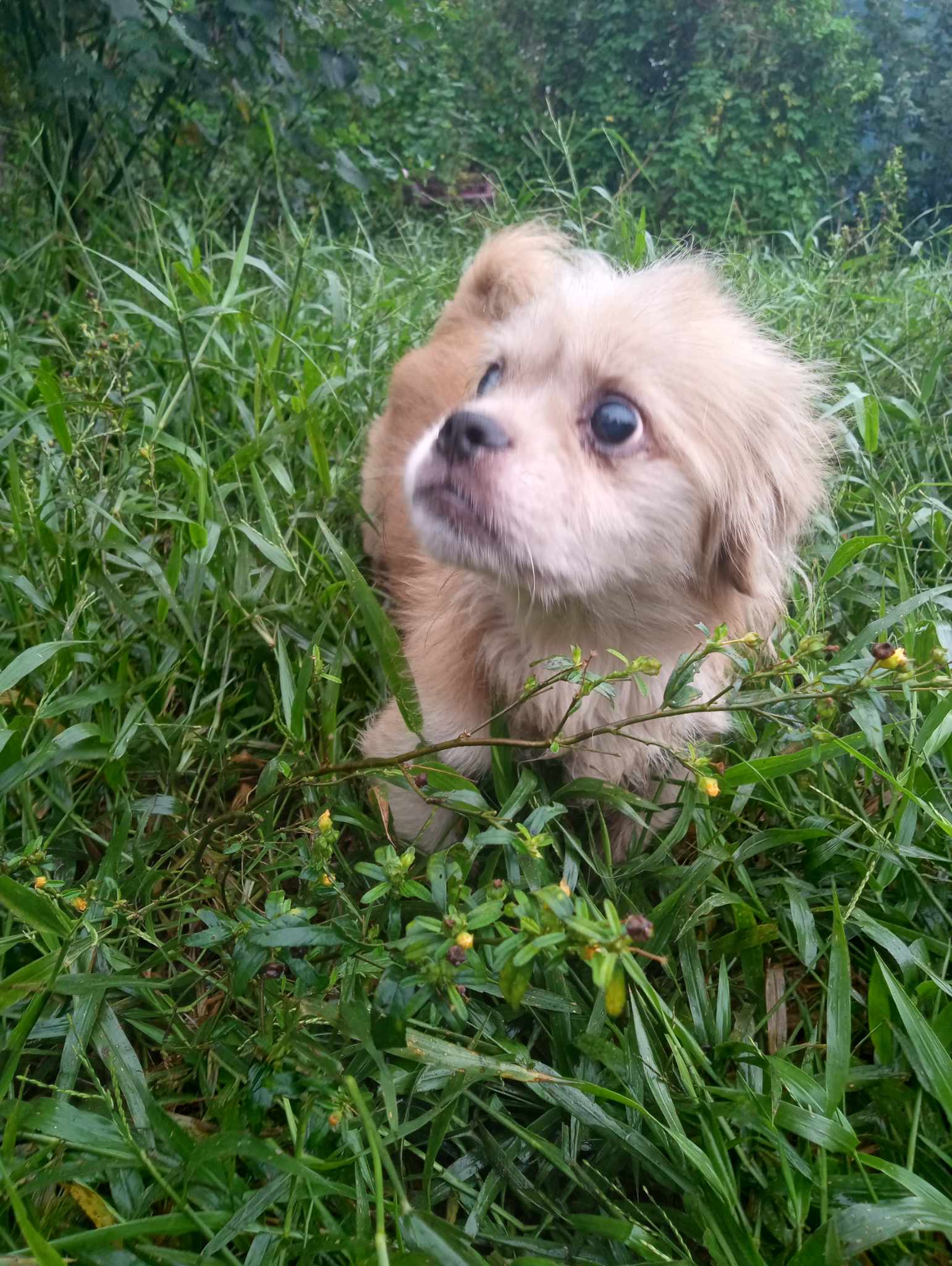 Enlarge Spike, a Adoptable mixed breed in Boca Raton, FL image 2/2