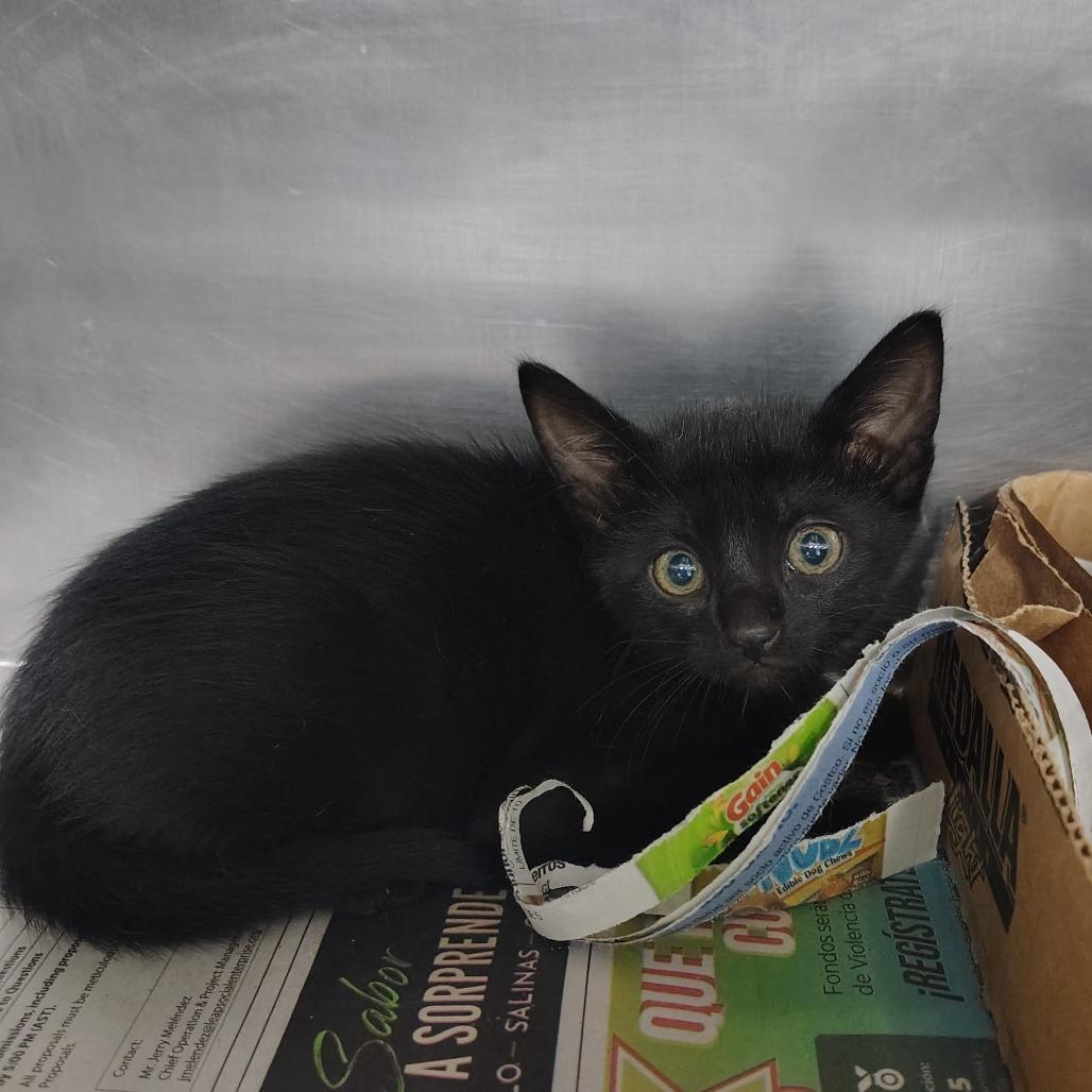 Enlarge Frida, a Adoptable Domestic Short Hair in Vieques, PR image 1/1
