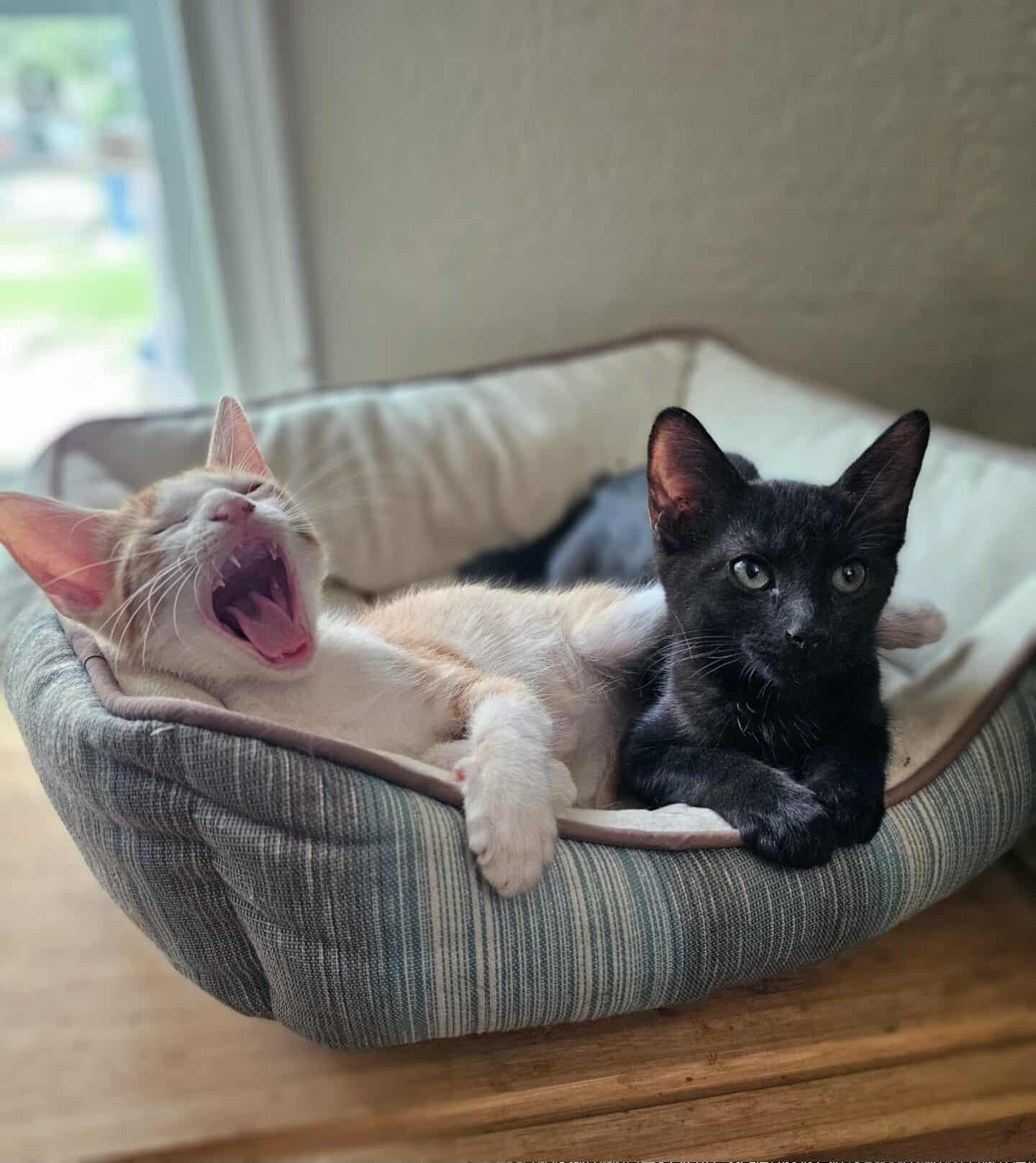 Enlarge Buddy, a Adoptable Domestic Short Hair in Albany, NY image 5/6