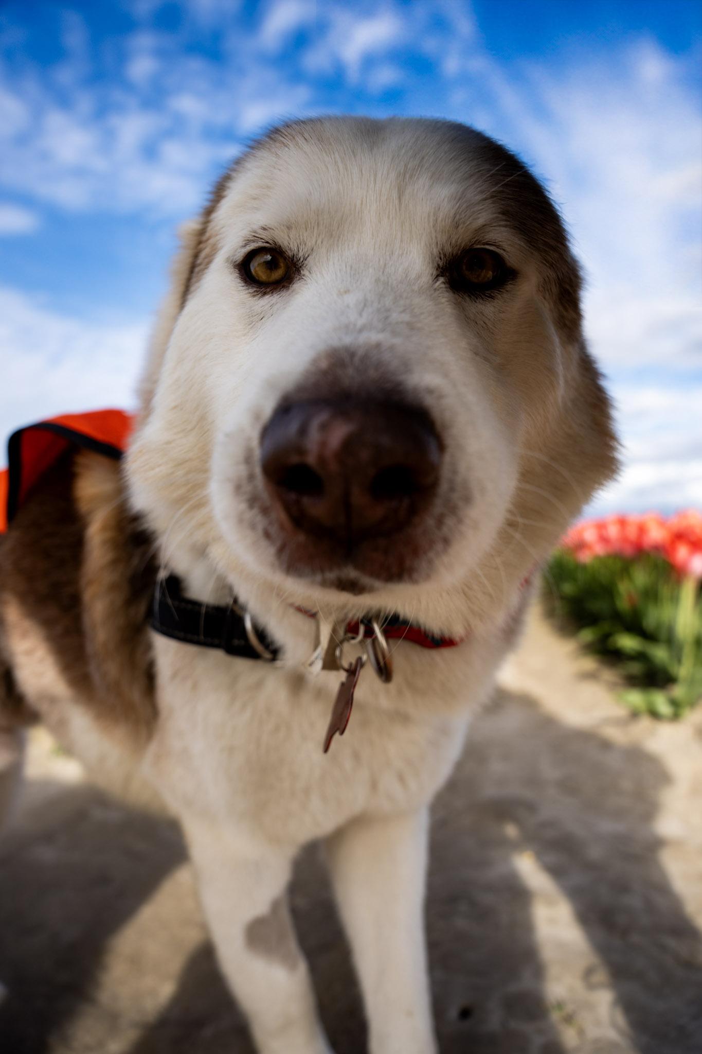 Enlarge Patrick, an adopted mixed breed in Seattle, WA image 1/1