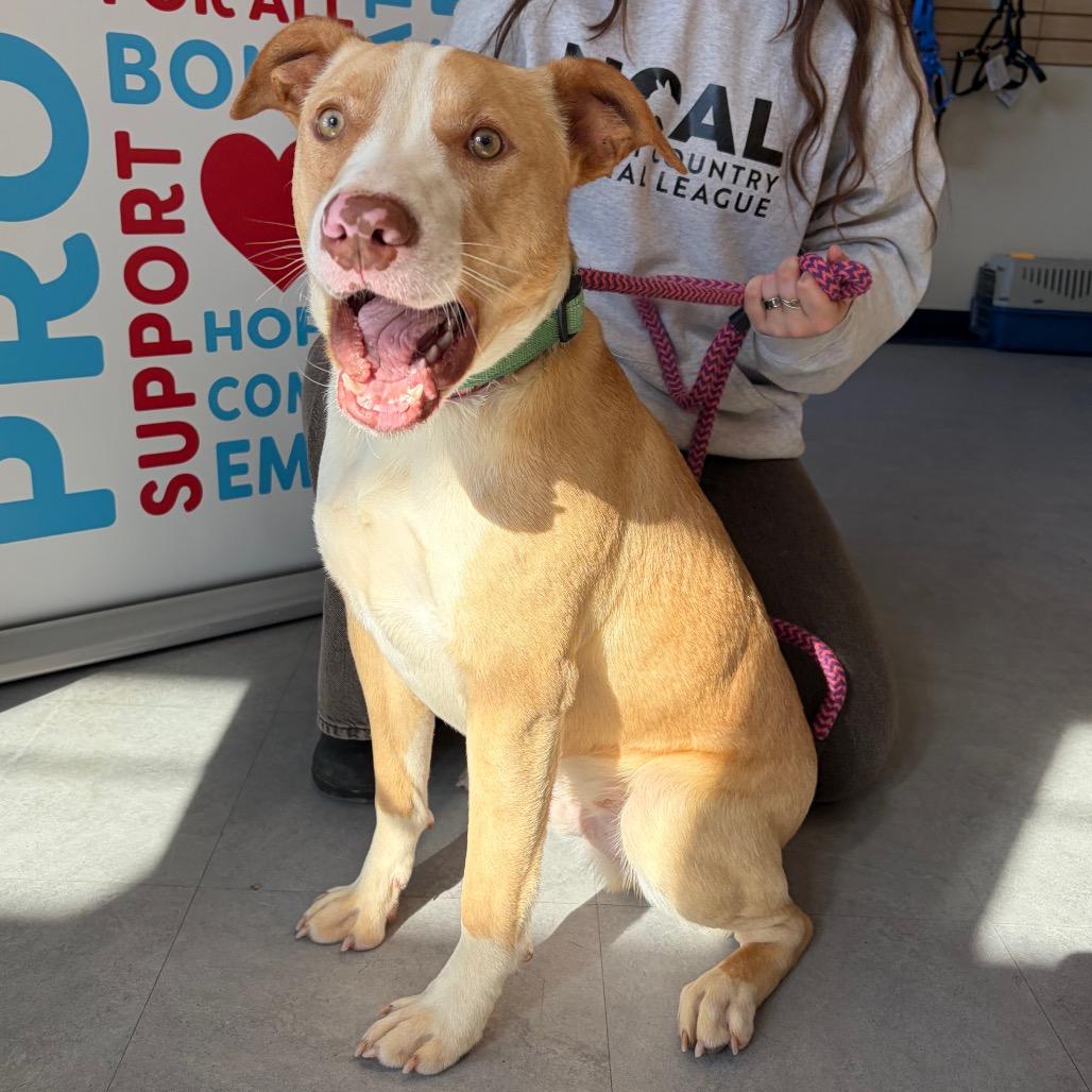 Arwen, Adoptable, Young Male Pit Bull Terrier.