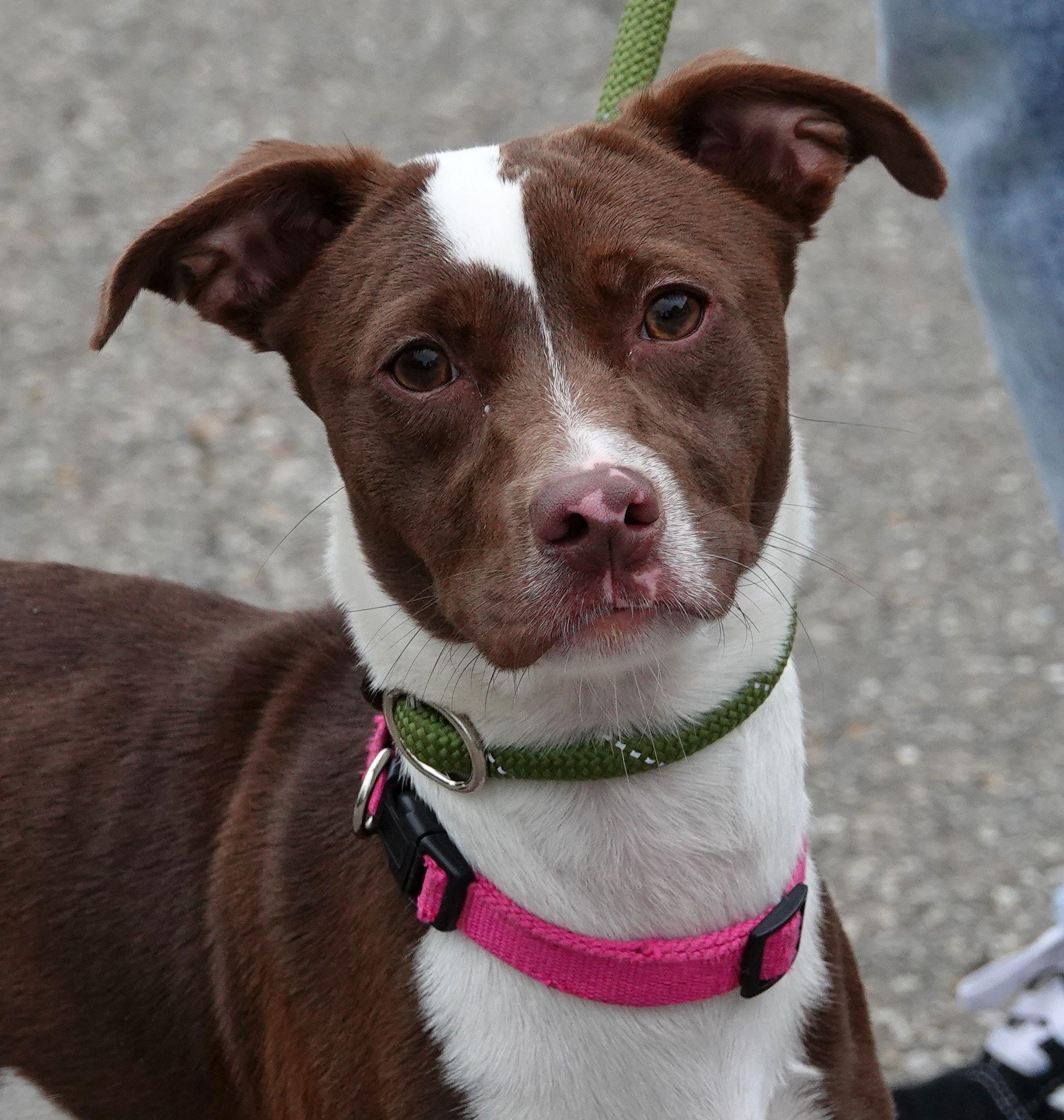 Suzie, a ADOPTABLE mixed breed in Millfield, OH image 1/3
