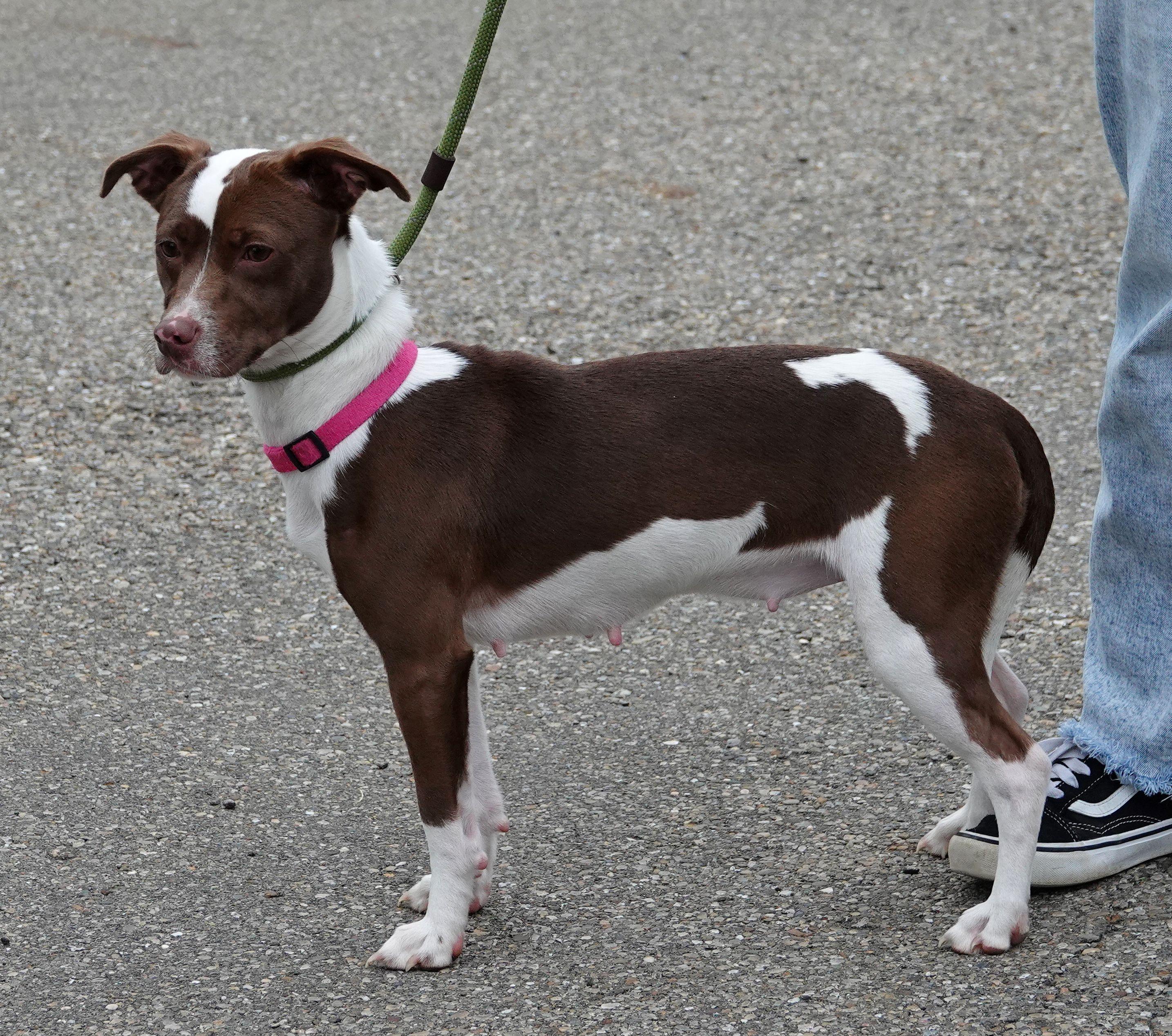 Suzie, a ADOPTABLE mixed breed in Millfield, OH image 2/3