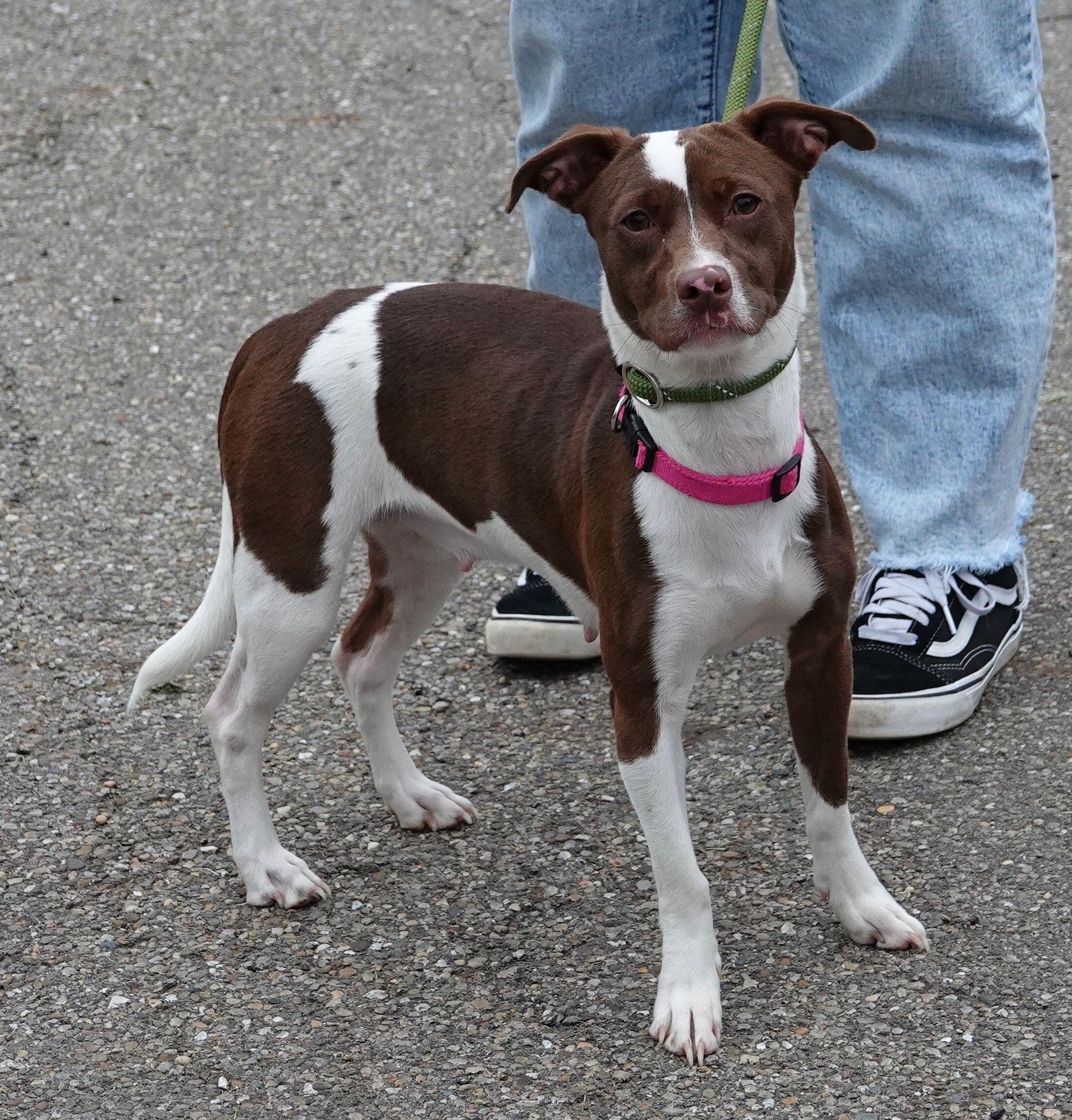 Suzie, a ADOPTABLE mixed breed in Millfield, OH image 3/3
