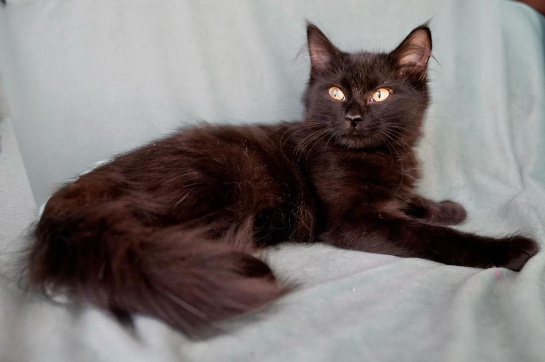 Purrscilla, Adopted, Kitten Female Domestic Medium Hair.