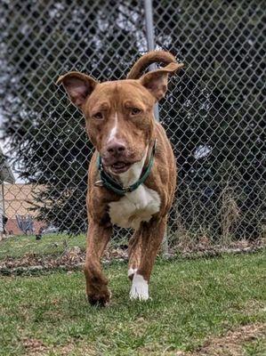 Goose, Adoptable, Adult Male Pit Bull Terrier.