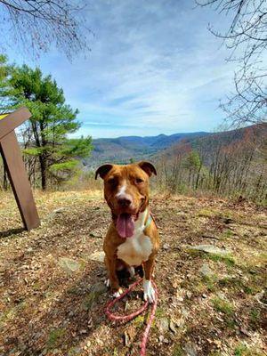 Enlarge Goose, a Adoptable mixed breed in Williamsport, PA image 3/3
