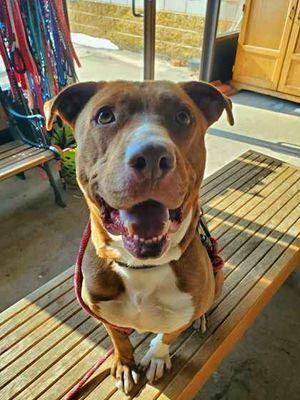 Goose, a Adoptable mixed breed in Williamsport, PA image 4/4