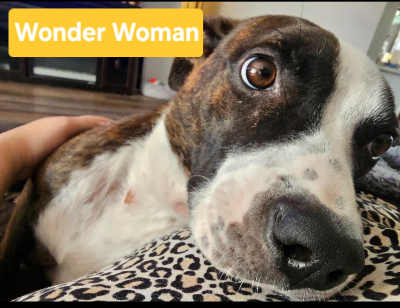 Enlarge Wonder Woman, a Adopted mixed breed in merrillville, IN image 3/6