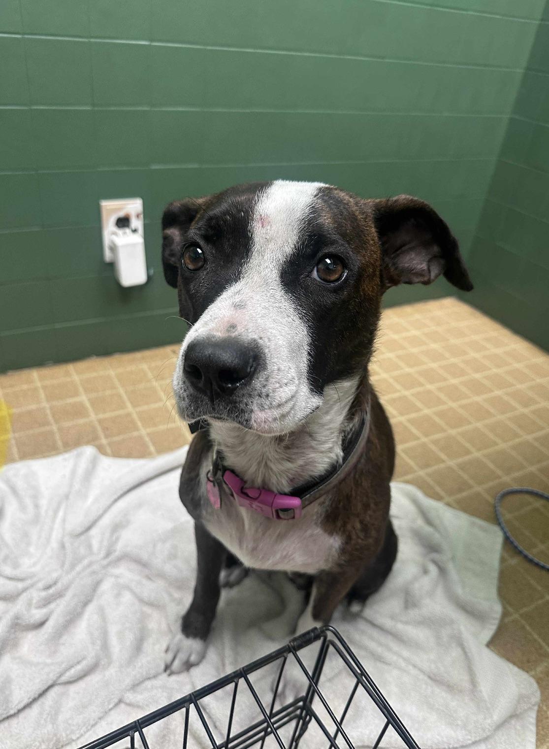 Enlarge Wonder Woman, a Adopted mixed breed in merrillville, IN image 5/6