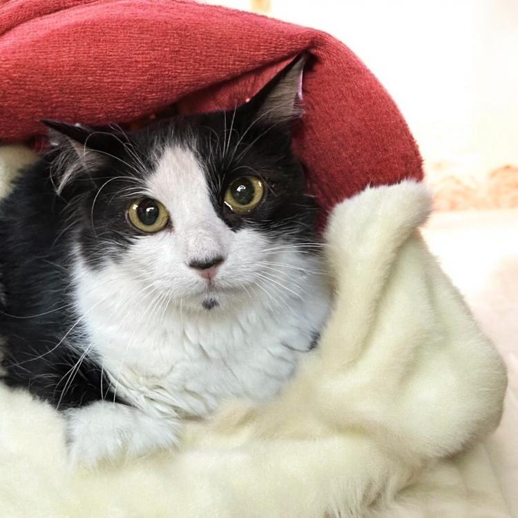 Enlarge Angel, a Adoptable Domestic Medium Hair in Grantsville, UT image 1/1