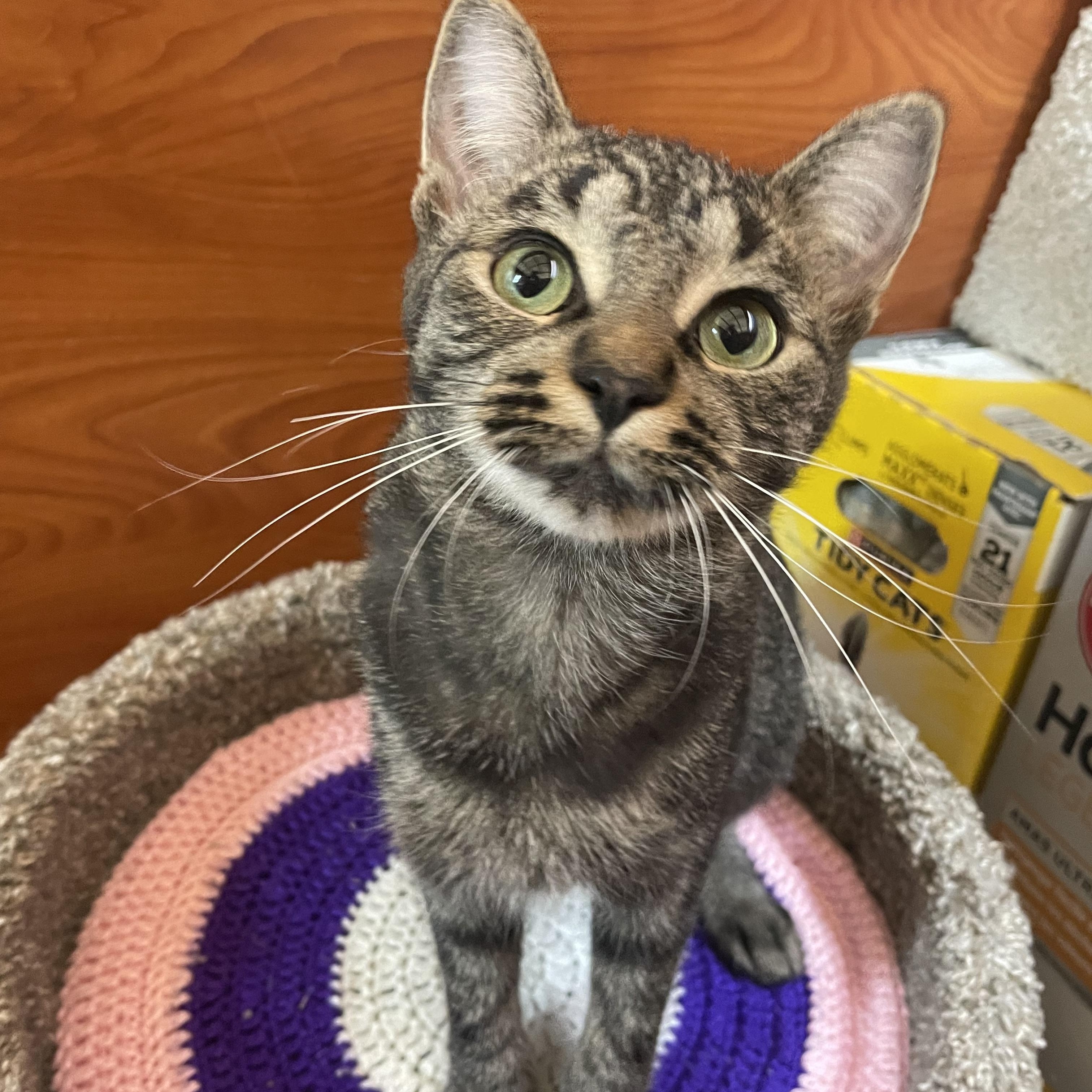 Enlarge Chardonnay (bonded with Malbec), a Adopted Domestic Short Hair in Pickering, ON image 1/6