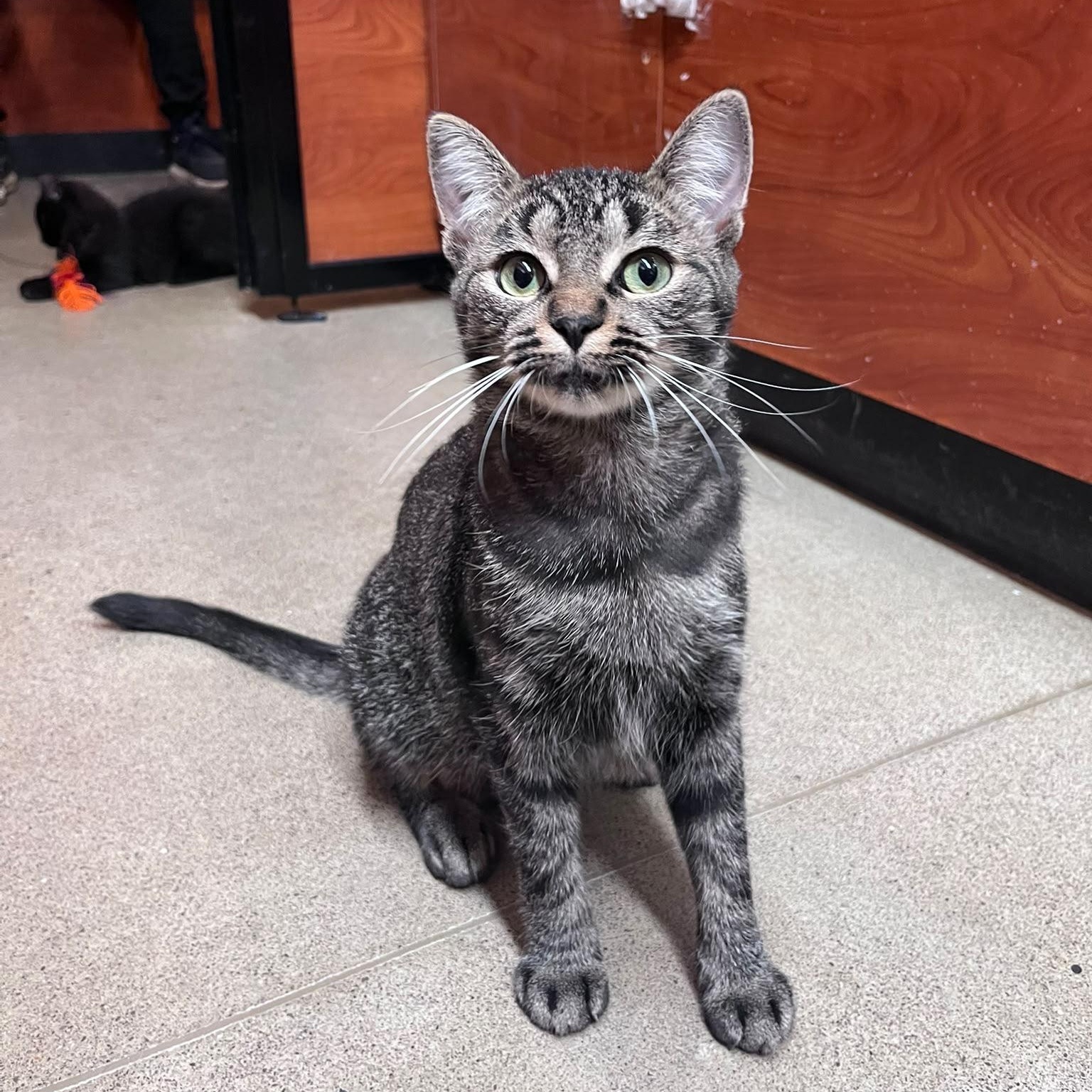 Enlarge Chardonnay (bonded with Malbec), a Adopted Domestic Short Hair in Pickering, ON image 2/6