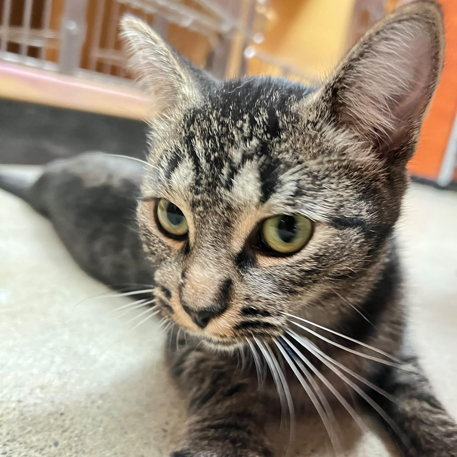 Enlarge Chardonnay (bonded with Malbec), a Adopted Domestic Short Hair in Pickering, ON image 4/6