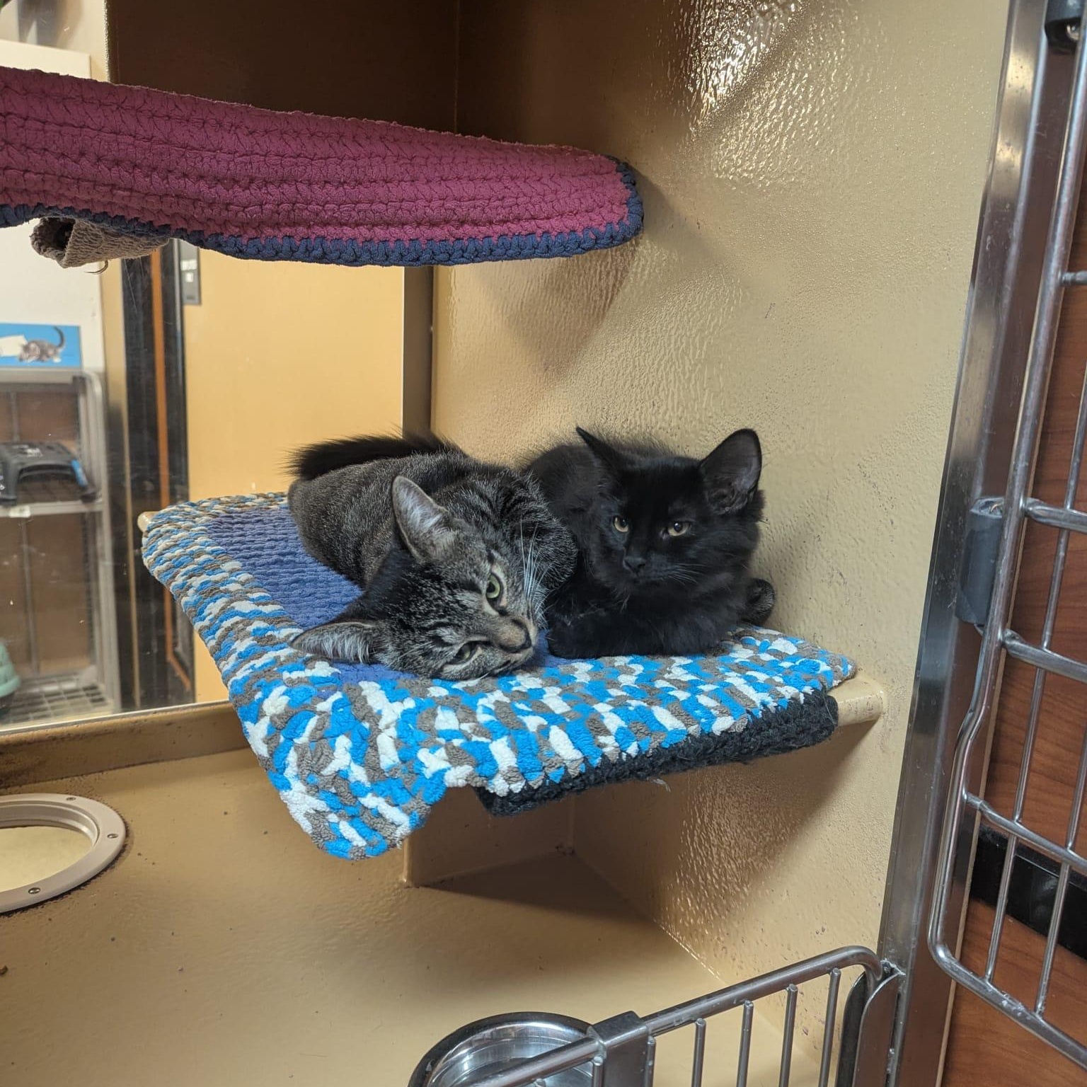Enlarge Chardonnay (bonded with Malbec), a Adopted Domestic Short Hair in Pickering, ON image 3/6
