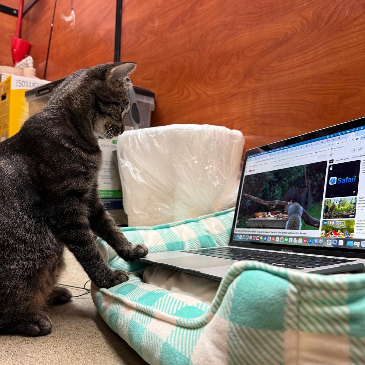 Enlarge Chardonnay (bonded with Malbec), a Adopted Domestic Short Hair in Pickering, ON image 6/6