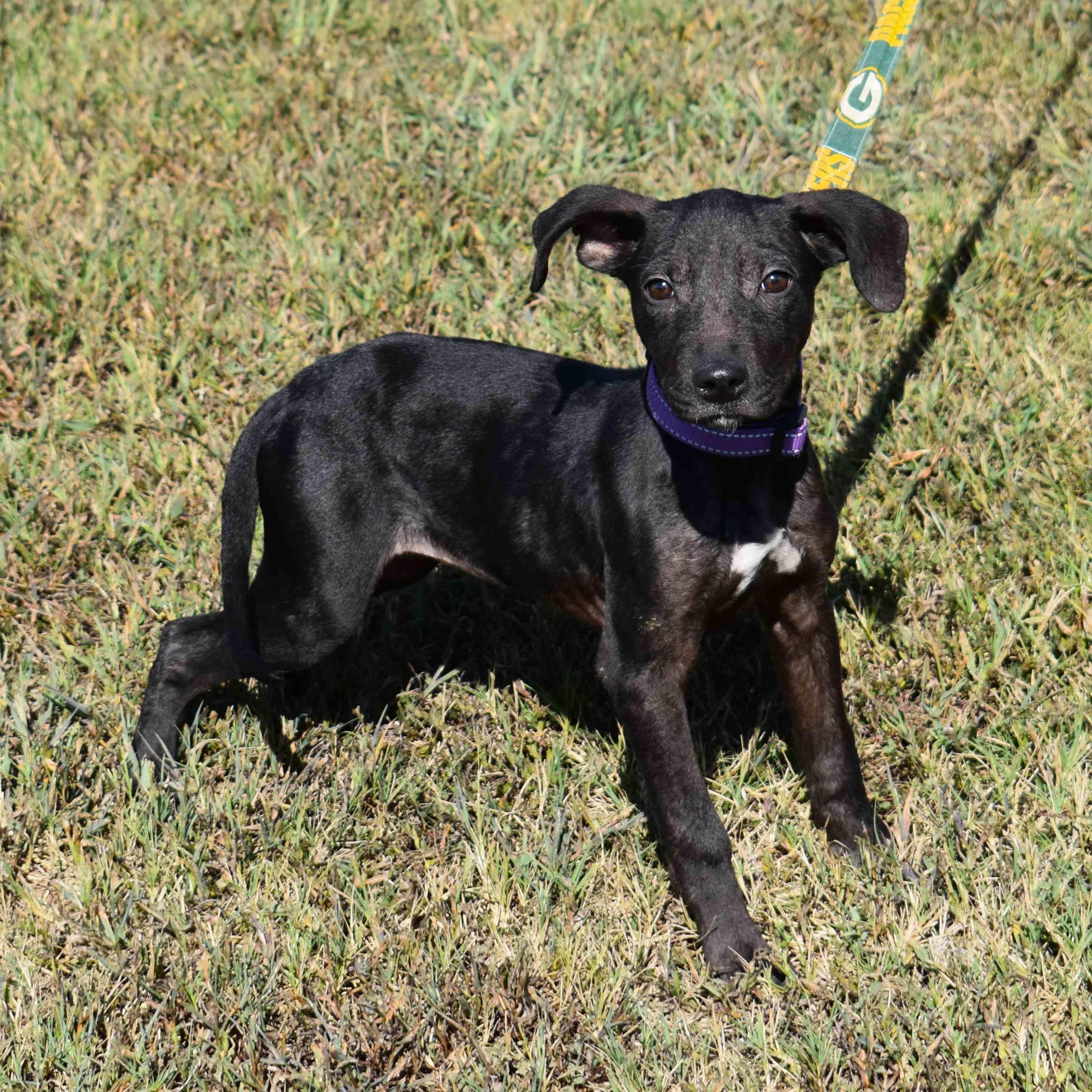 Princess, Adopted, Puppy Female Mixed Breed.