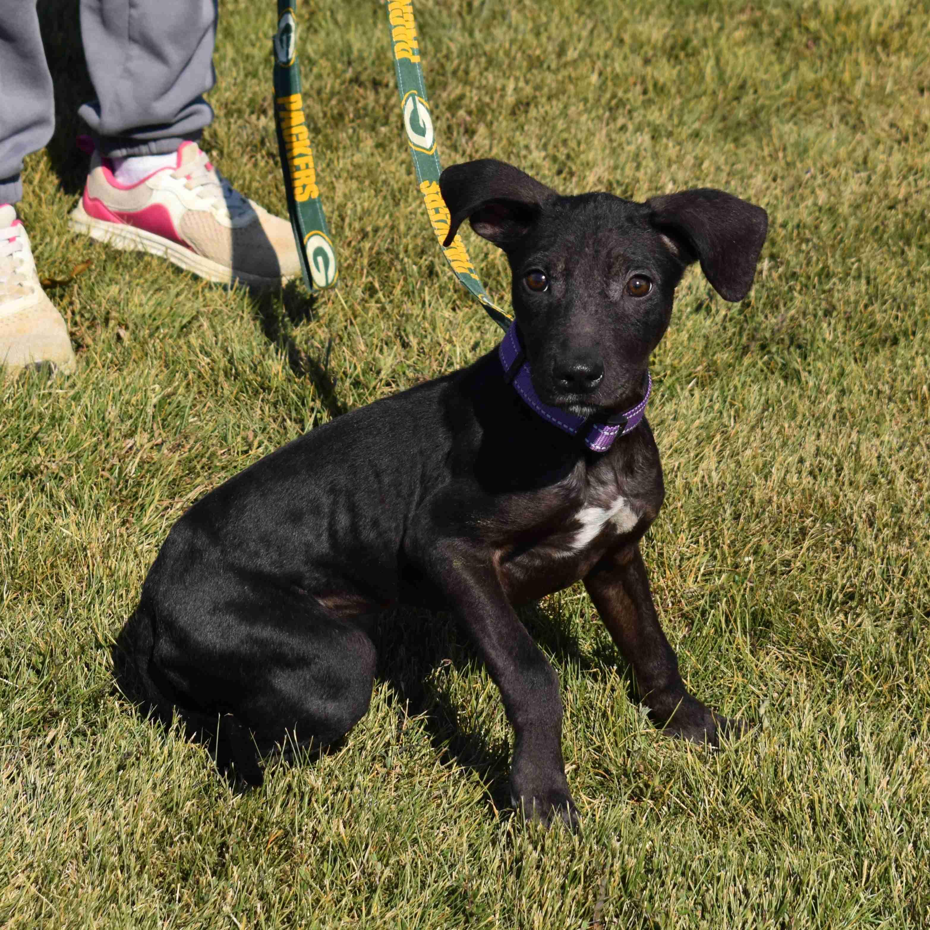 Enlarge Princess, a Adopted Mixed Breed in Searcy, AR image 5/6