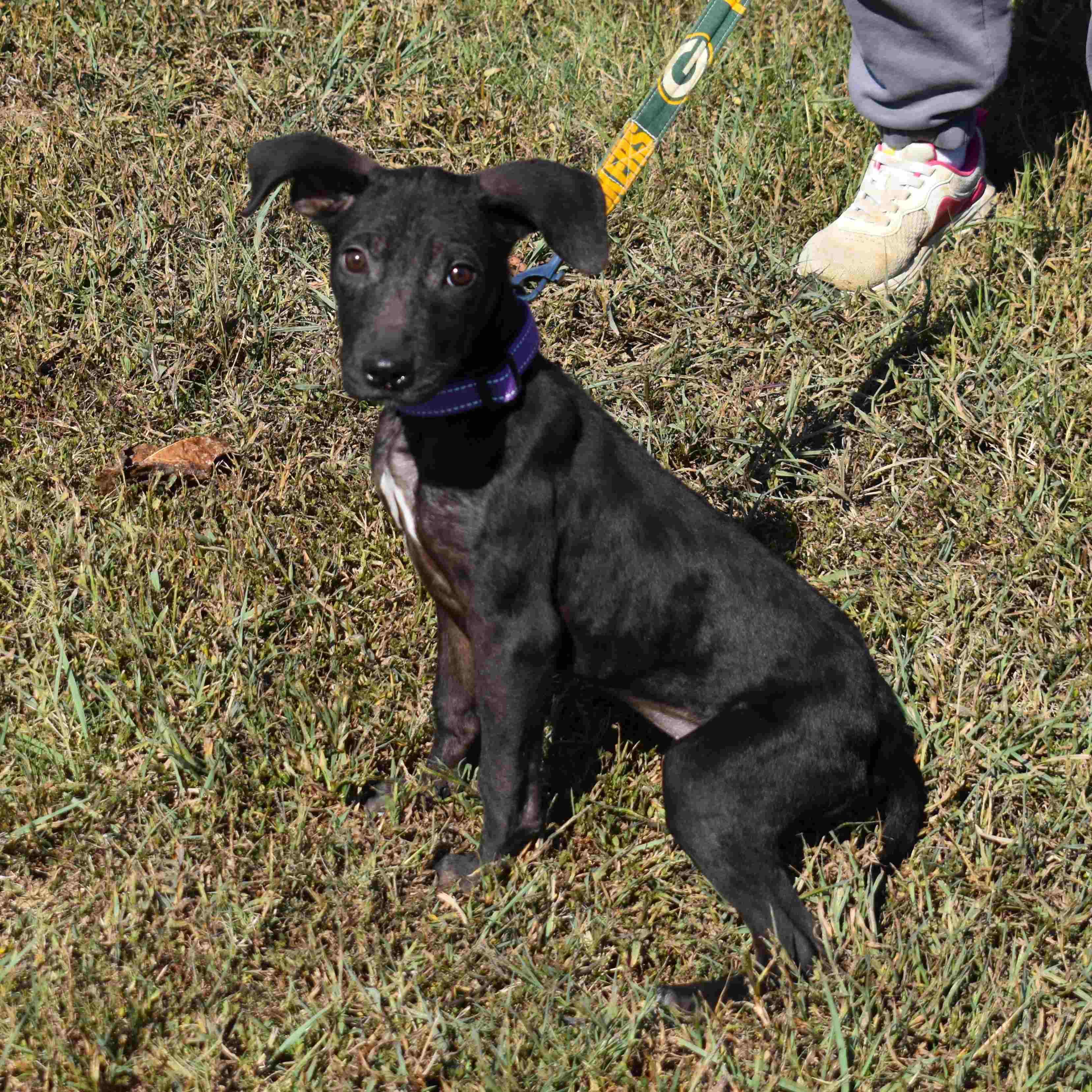 Enlarge Princess, a Adopted Mixed Breed in Searcy, AR image 3/6