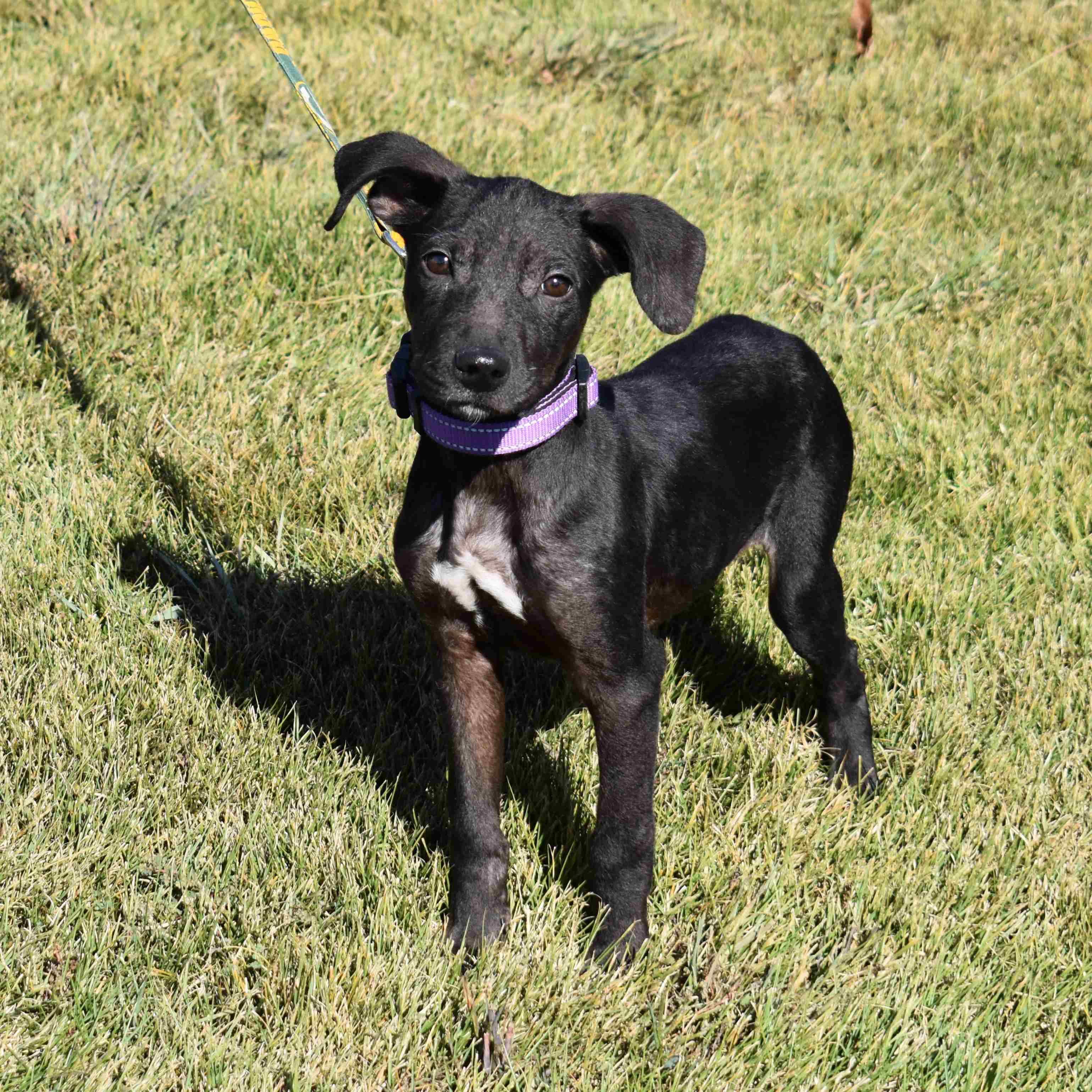 Enlarge Princess, a Adopted Mixed Breed in Searcy, AR image 4/6