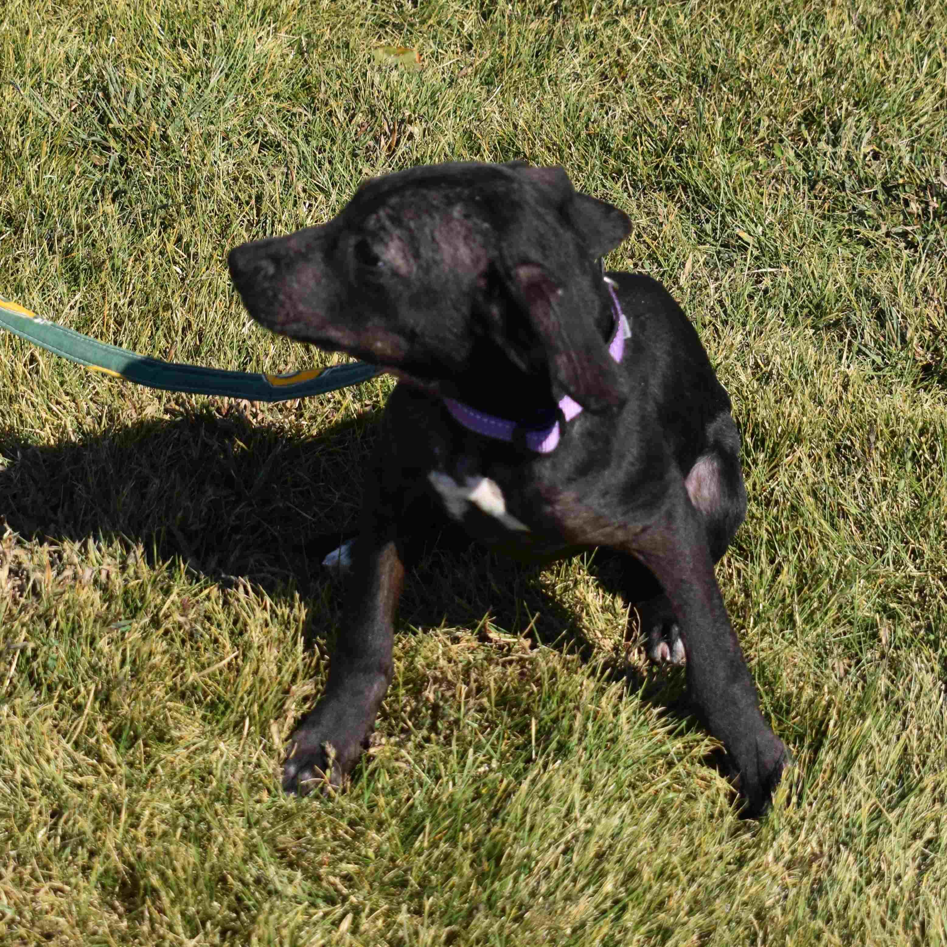Enlarge Princess, a Adopted Mixed Breed in Searcy, AR image 2/6