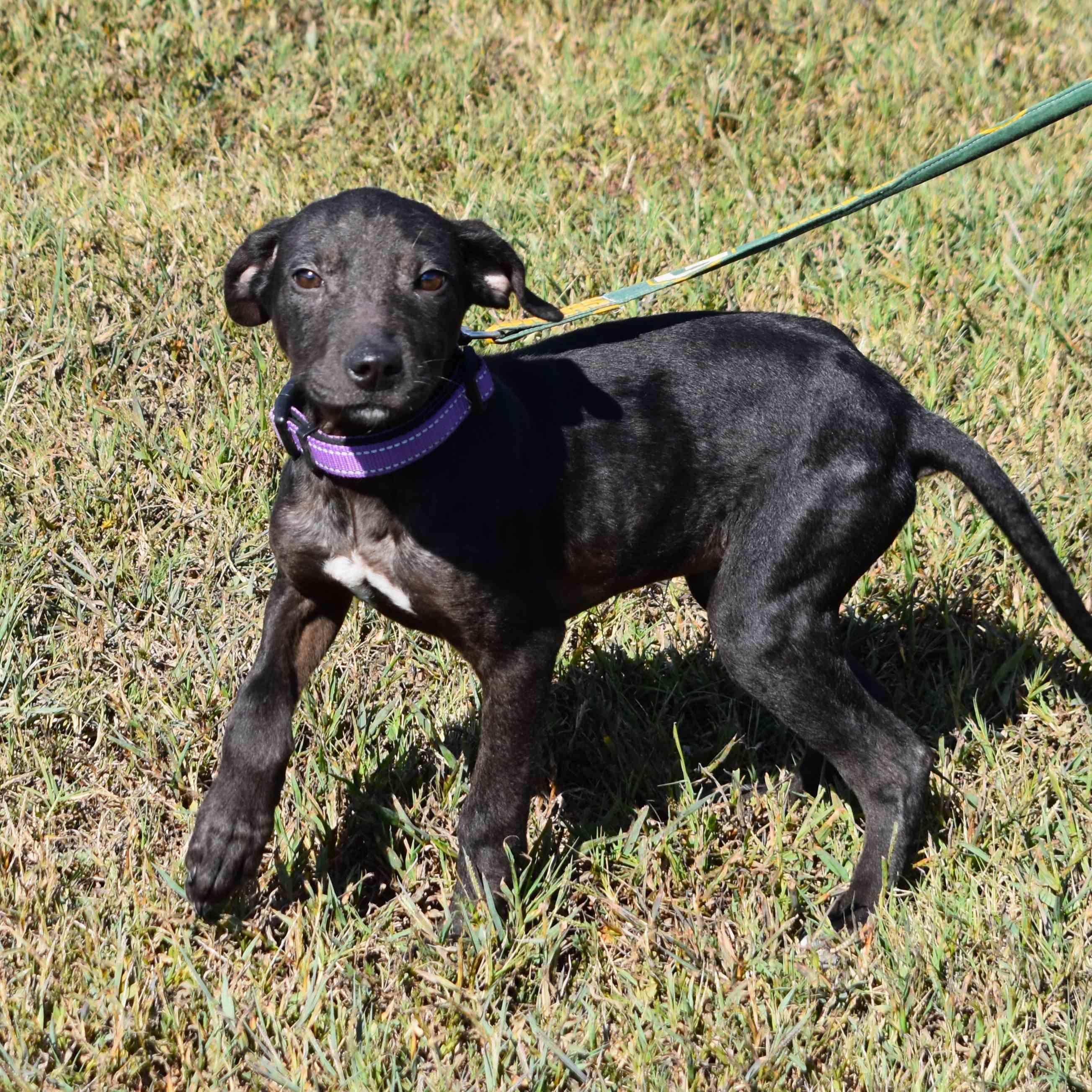 Enlarge Princess, a Adopted Mixed Breed in Searcy, AR image 6/6
