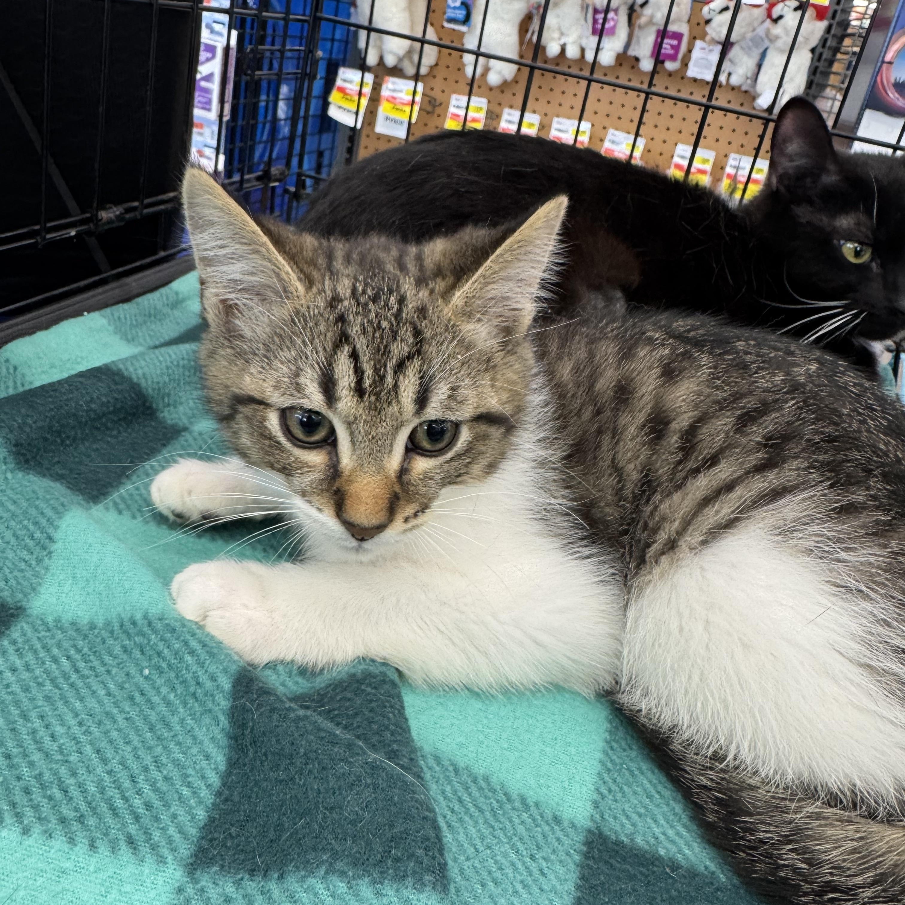 Pickles, an adopted Domestic Short Hair in Easley, SC image 3/3
