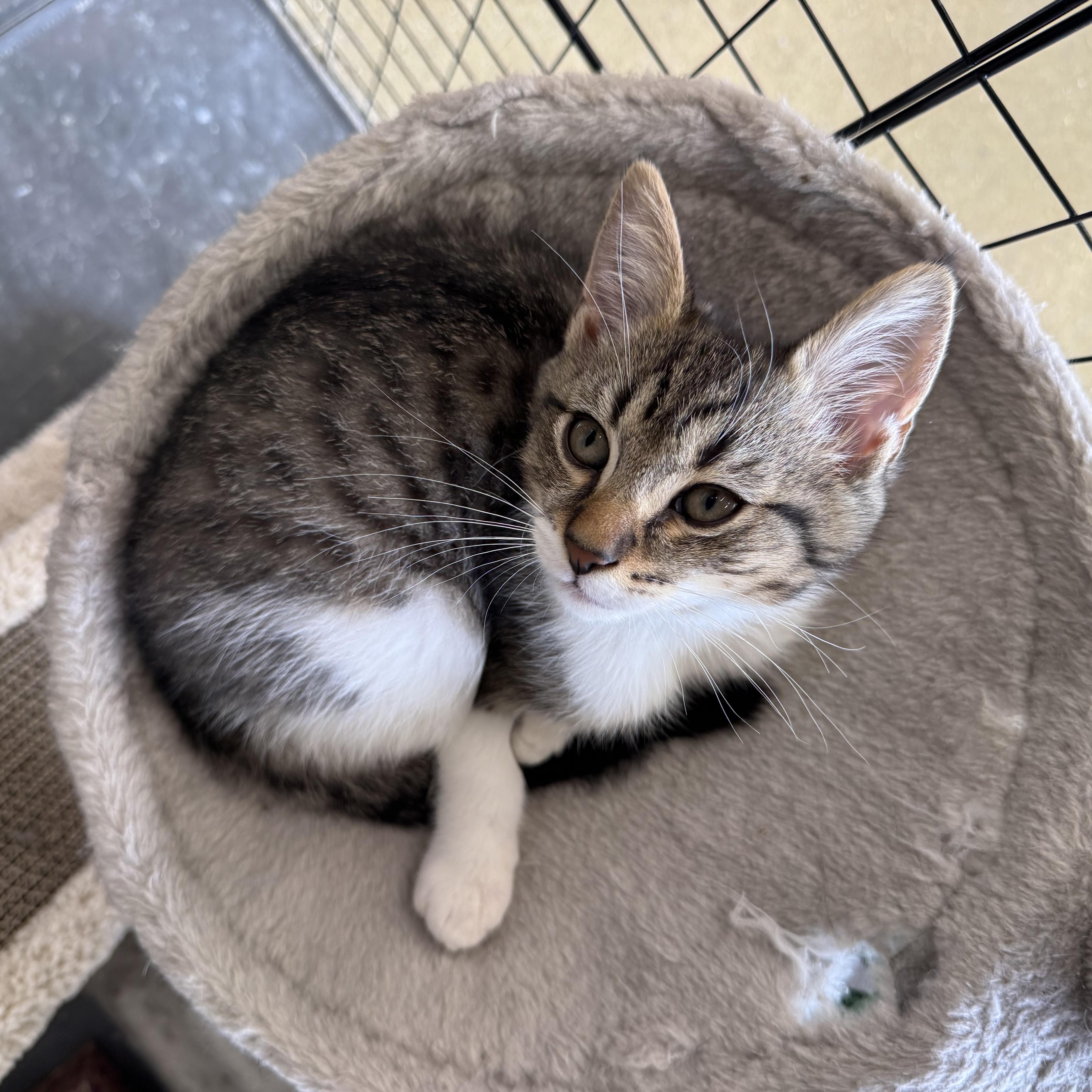 Pickles, an adopted Domestic Short Hair in Easley, SC image 1/3
