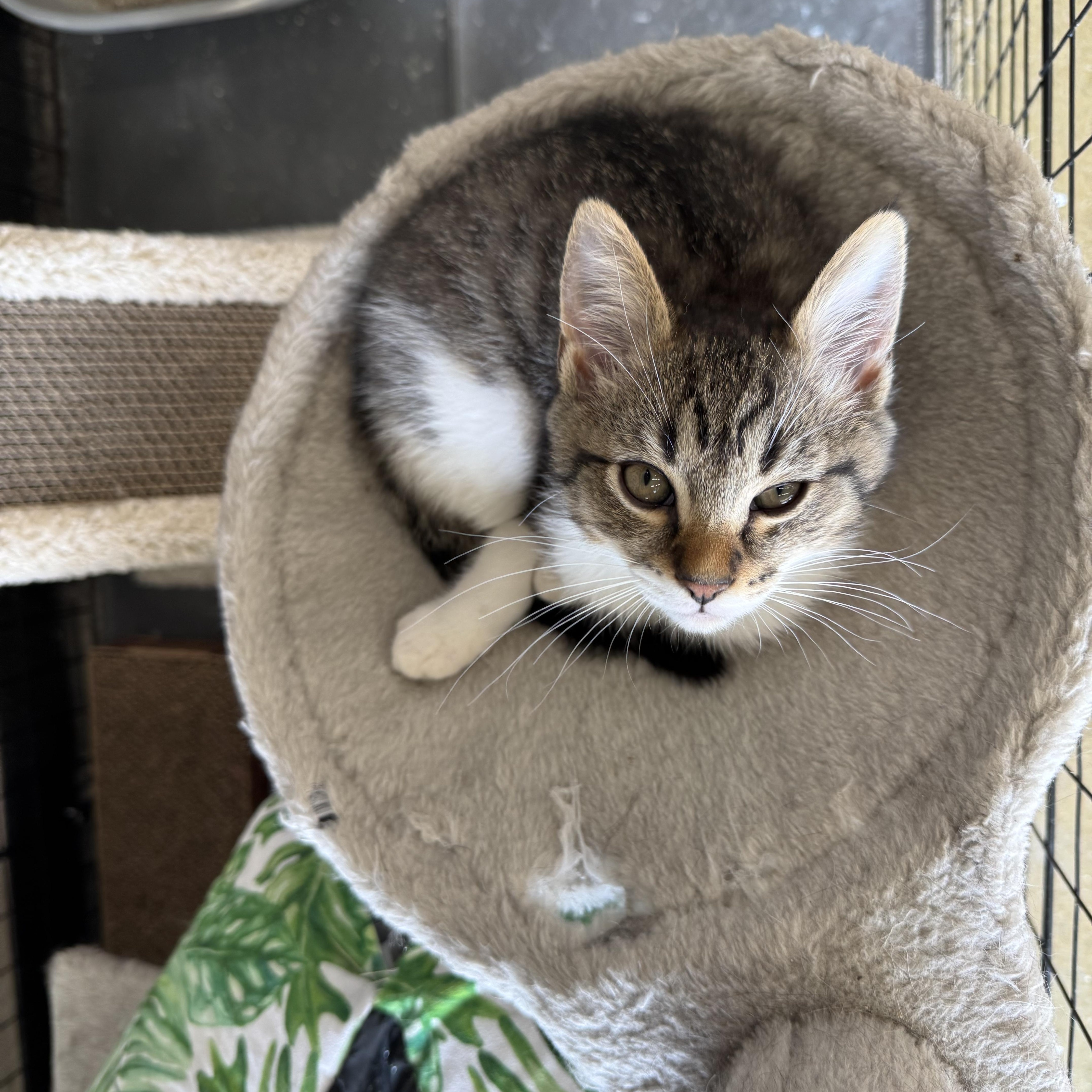 Pickles, an adopted Domestic Short Hair in Easley, SC image 2/3