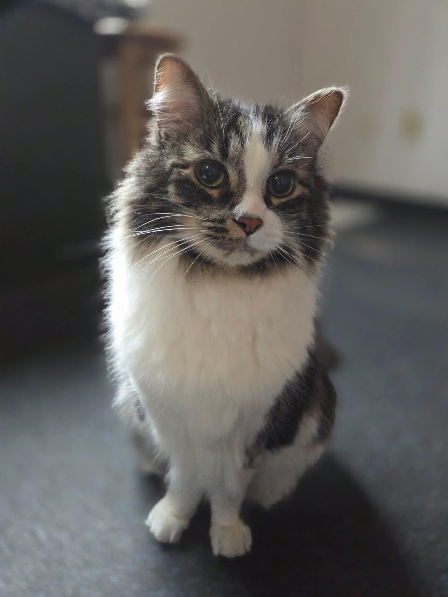 Enlarge Dez, an adopted Domestic Long Hair in Pittsburgh, PA image 1/5