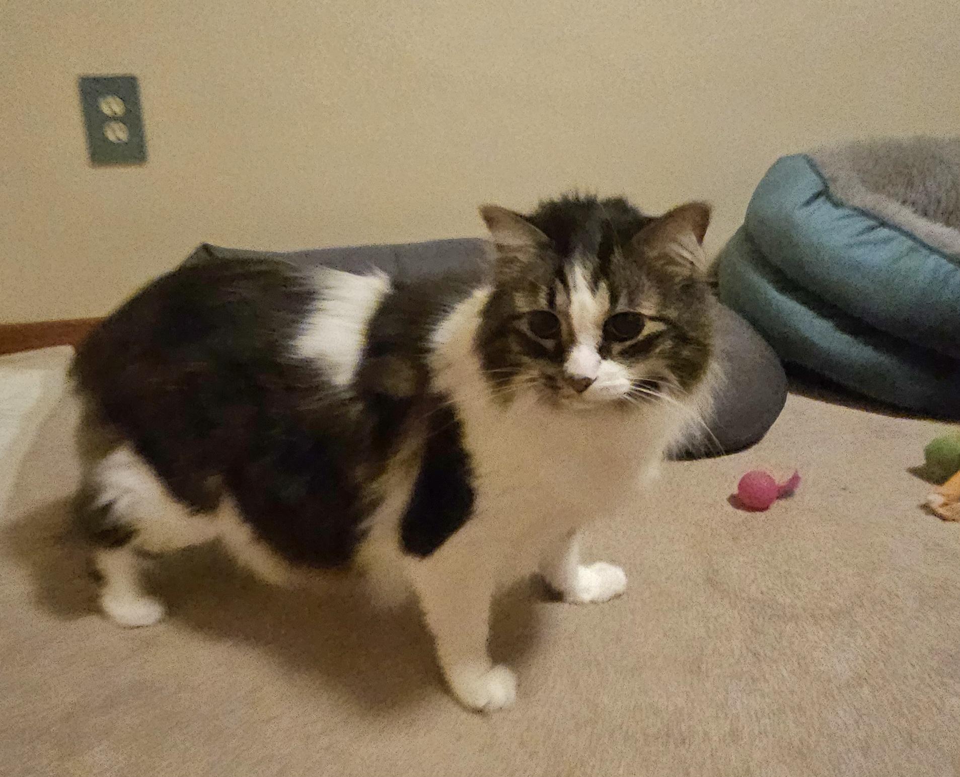 Enlarge Dez, an adopted Domestic Long Hair in Pittsburgh, PA image 5/5