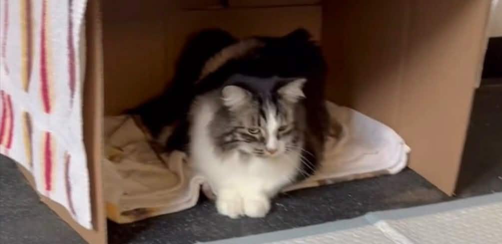 Enlarge Dez, an adopted Domestic Long Hair in Pittsburgh, PA image 3/5