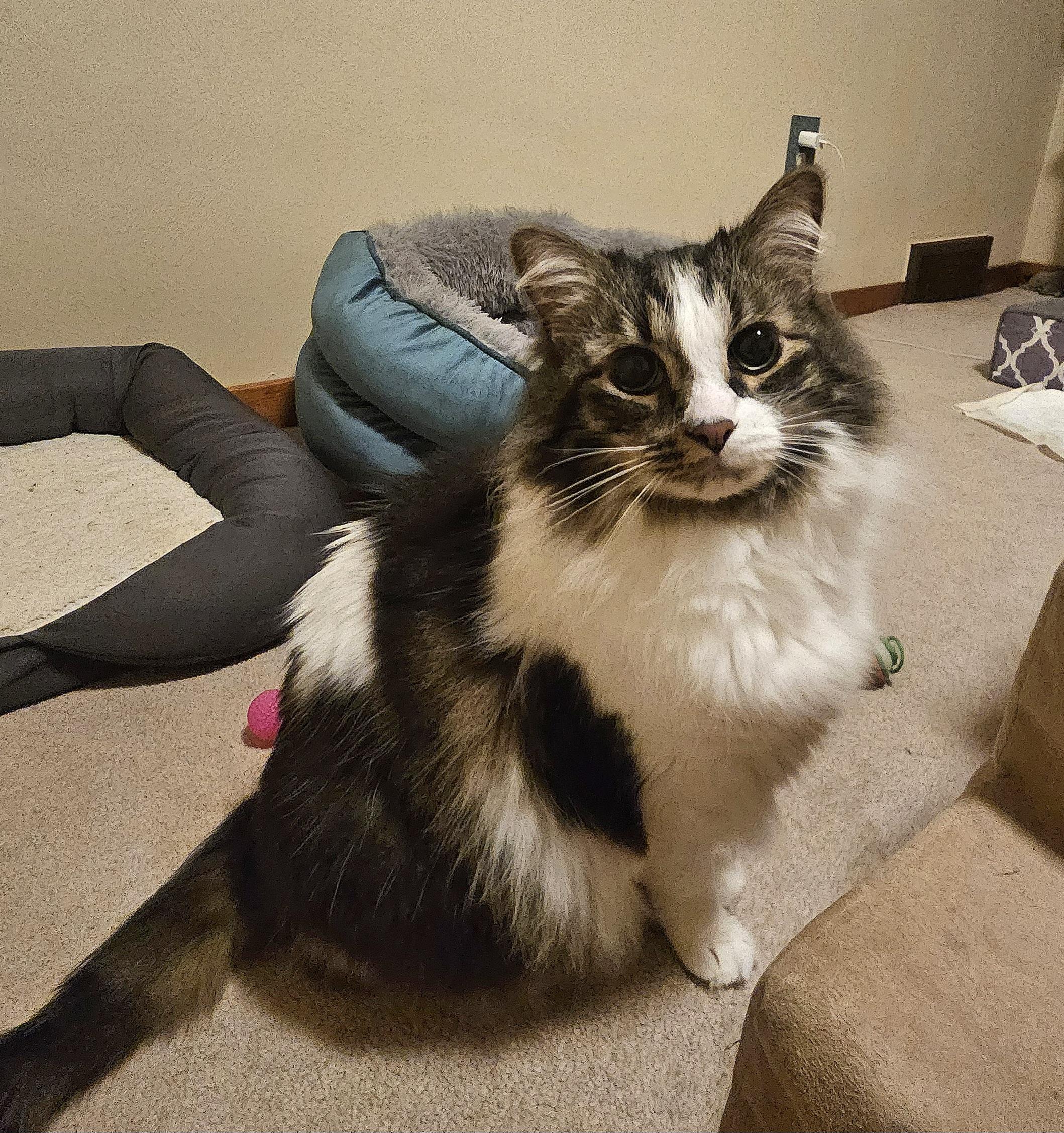Enlarge Dez, an adopted Domestic Long Hair in Pittsburgh, PA image 2/5