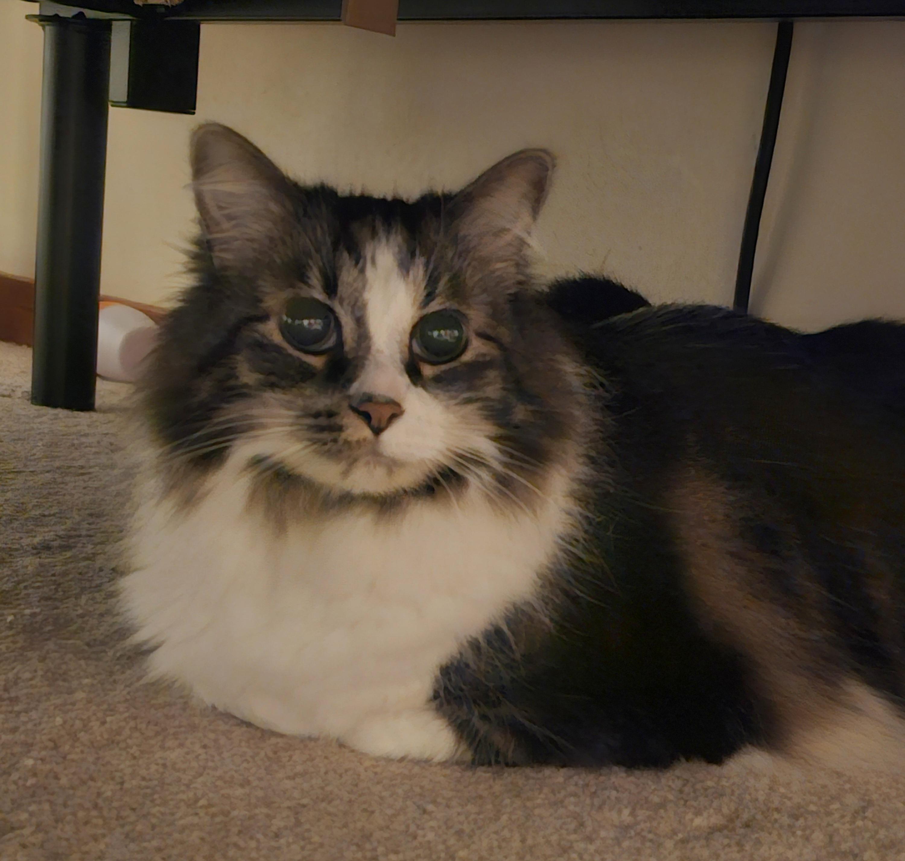 Enlarge Dez, an adopted Domestic Long Hair in Pittsburgh, PA image 4/5