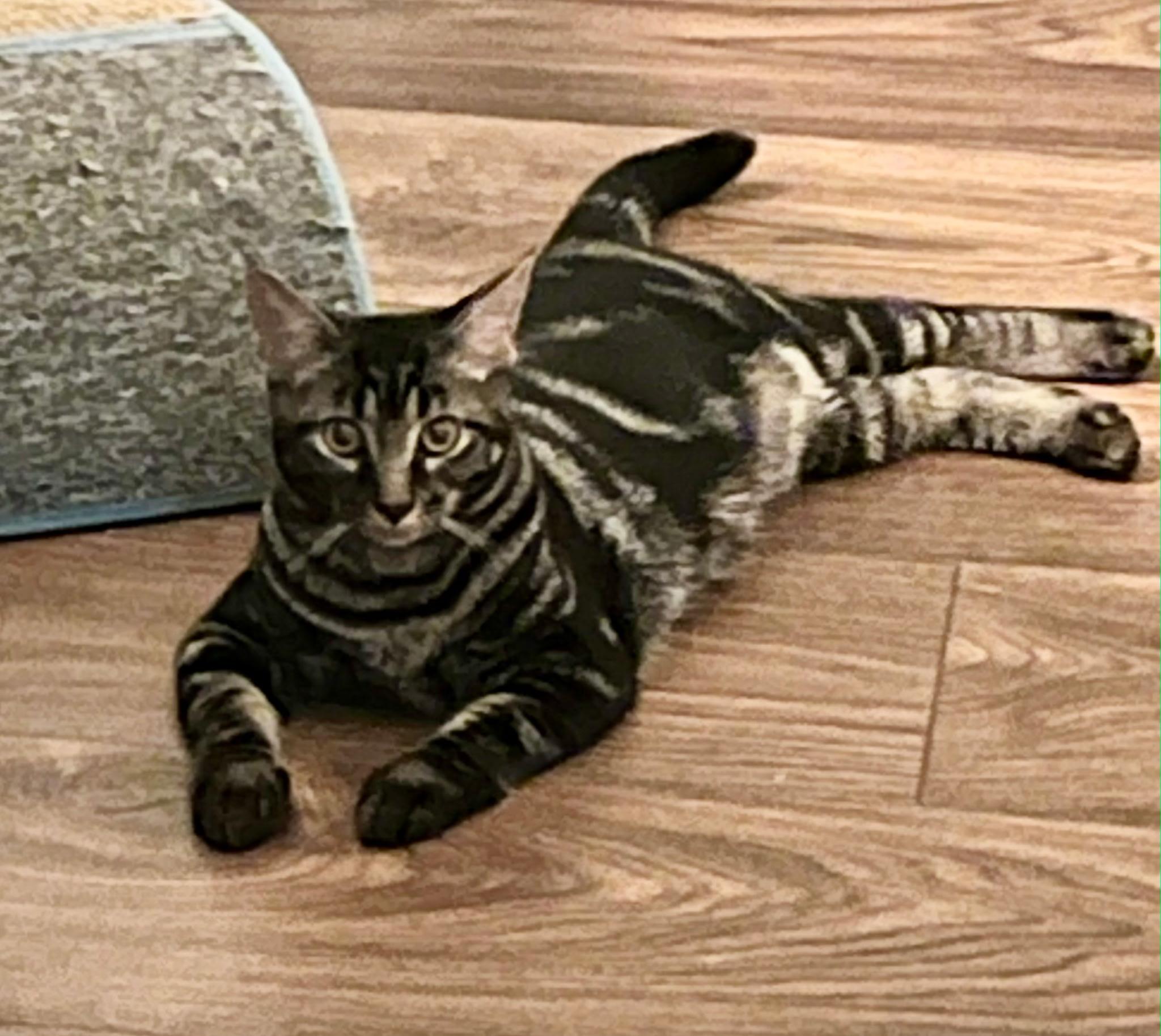 Mac, Adoptable, Young Male Domestic Short Hair.