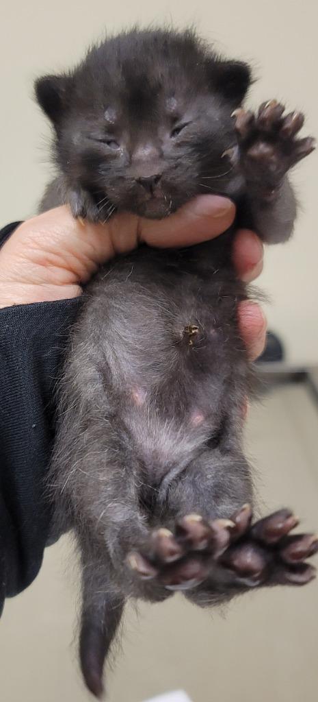 MacGyver, Adoptable, Kitten Male Domestic Short Hair.